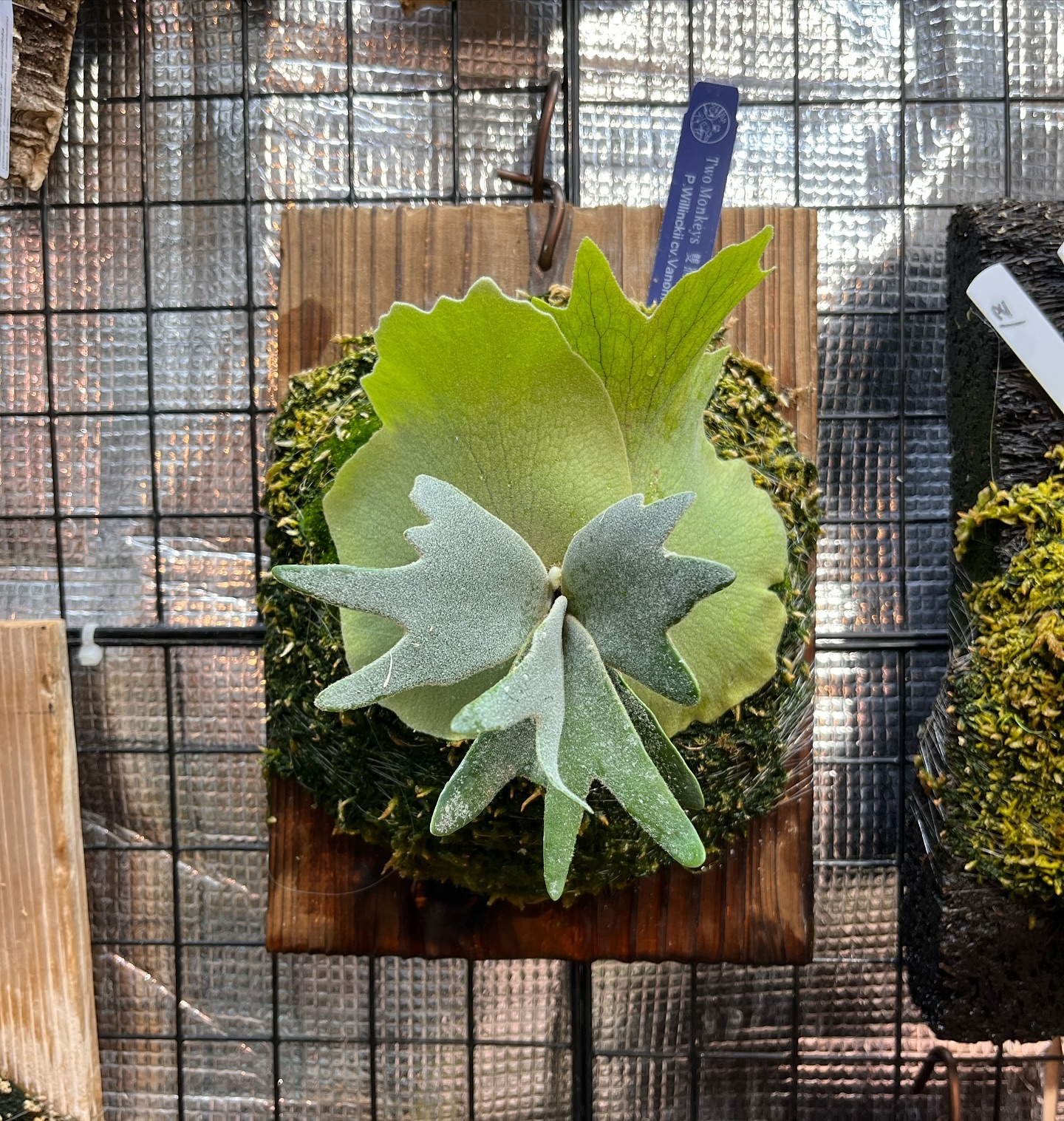 P.willinckii vanorn マグァンプ増し これくらいが一番可愛い。