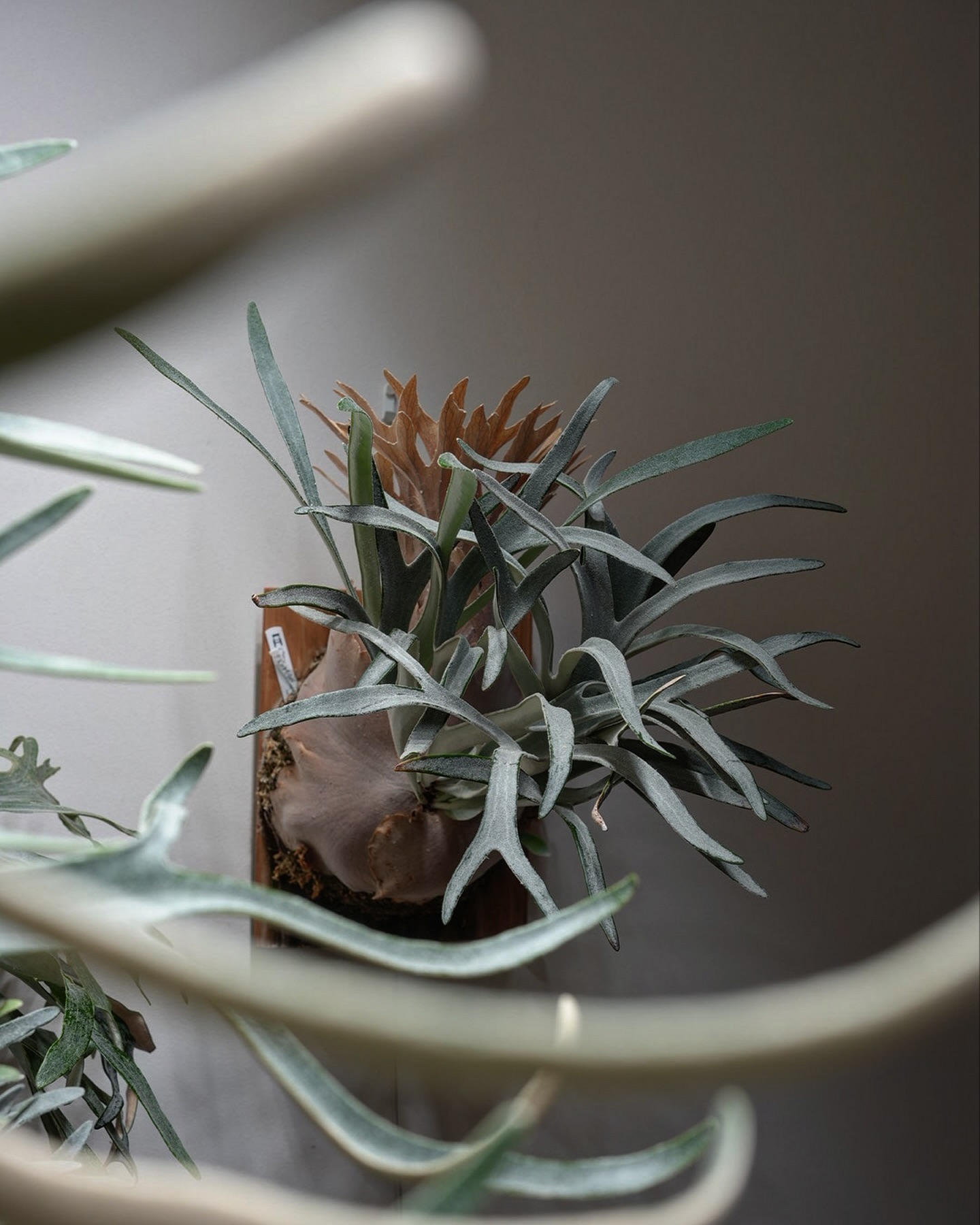 P.veitchii "King Fisher” from @botanyvalley トキントキン