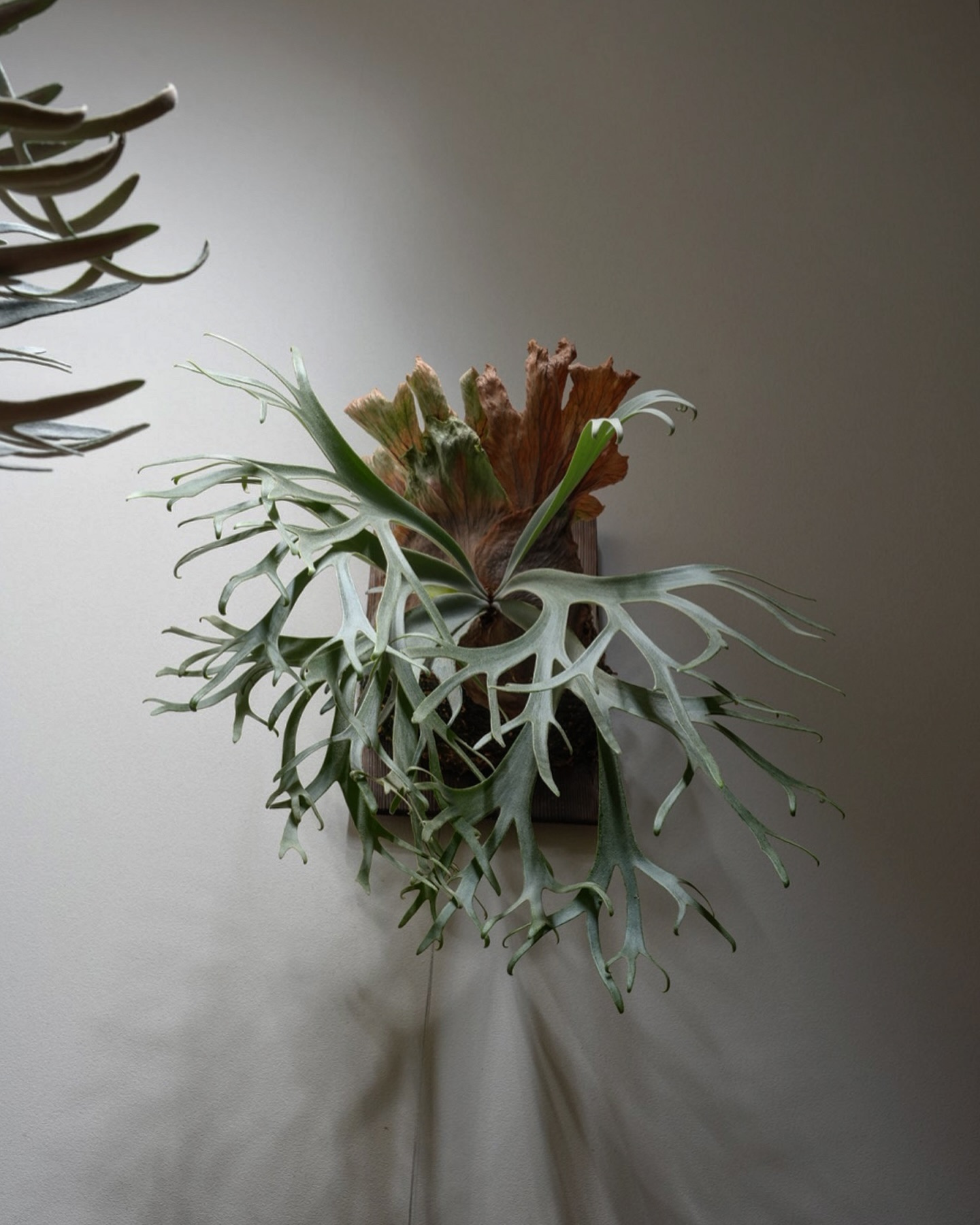 P.willinckii blue queen ウィリンキーは強くない光を均一に当てると綺麗に胞子葉