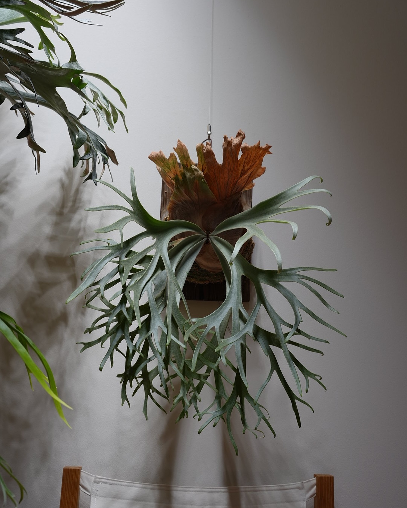 P.willinckii blue queen 個人的にはですが、このウィリンキーは月光やムーンライ