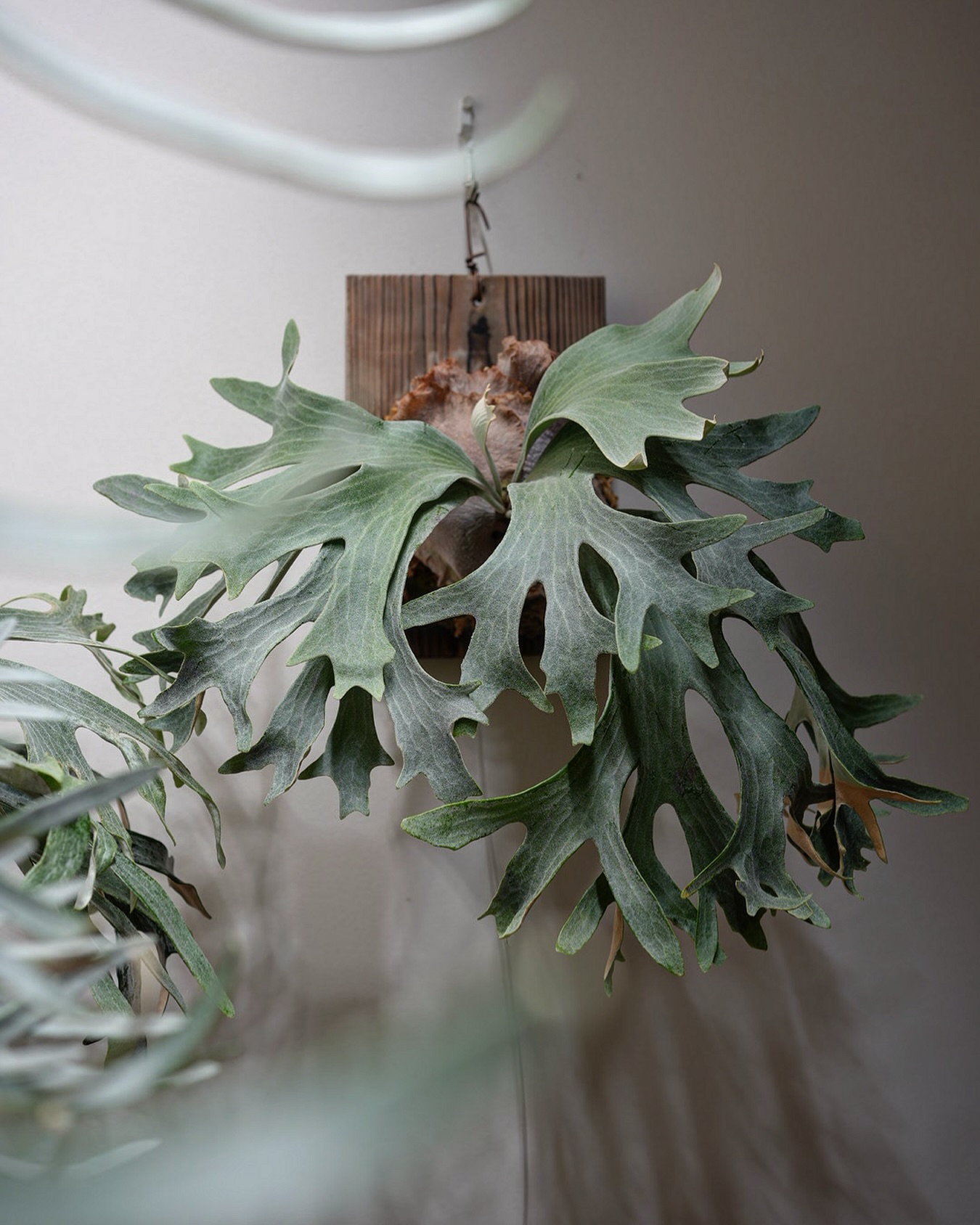 P.Ginka from @botanyvalley ほんとすごいわこの品種。 一目見て名前がわかる