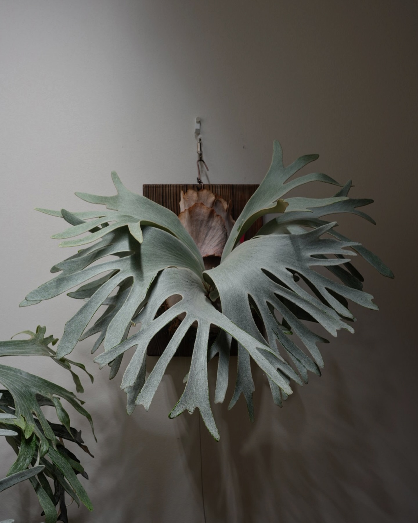 P.White gizmo ほんとに白い。