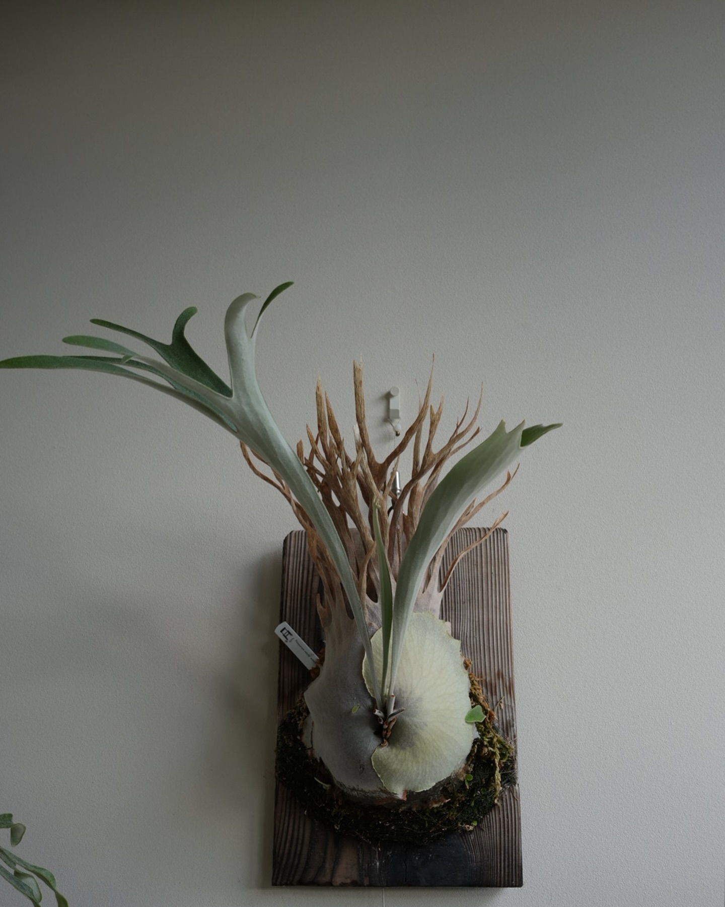 P.veitchii auburn river胞子培養＃3 胞子葉も立つ様になりました。