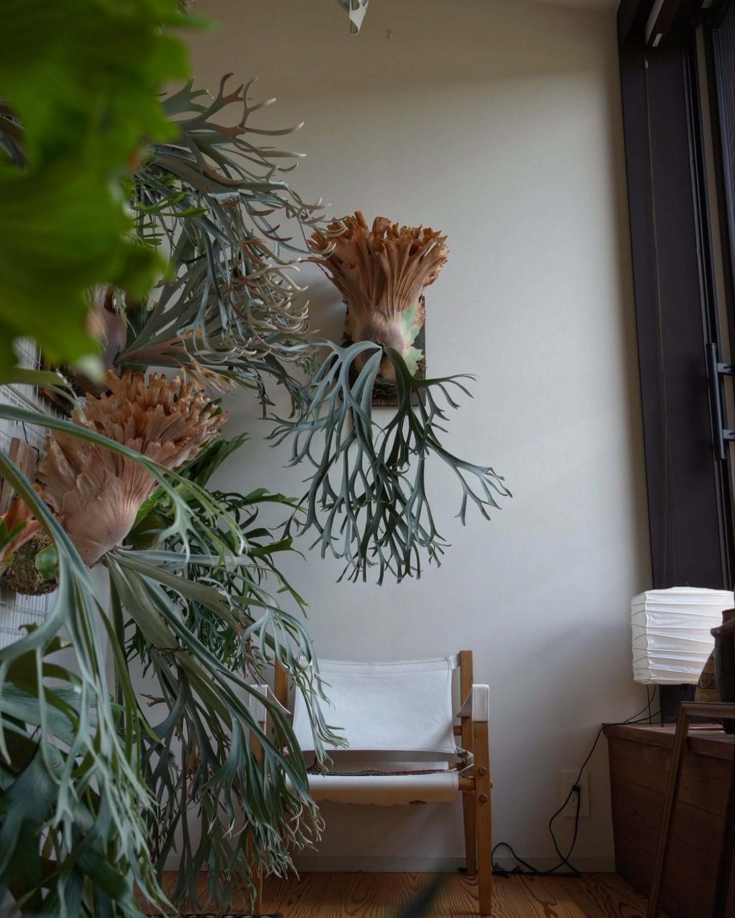 P.willinckii smurf from @katsu_hibino 最もフィジカルで、最もプ