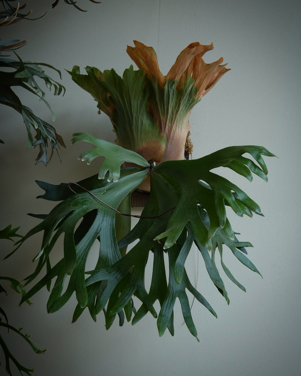 P.willinckii wallichii こいつは最近ネームドされたあの株なのかな？