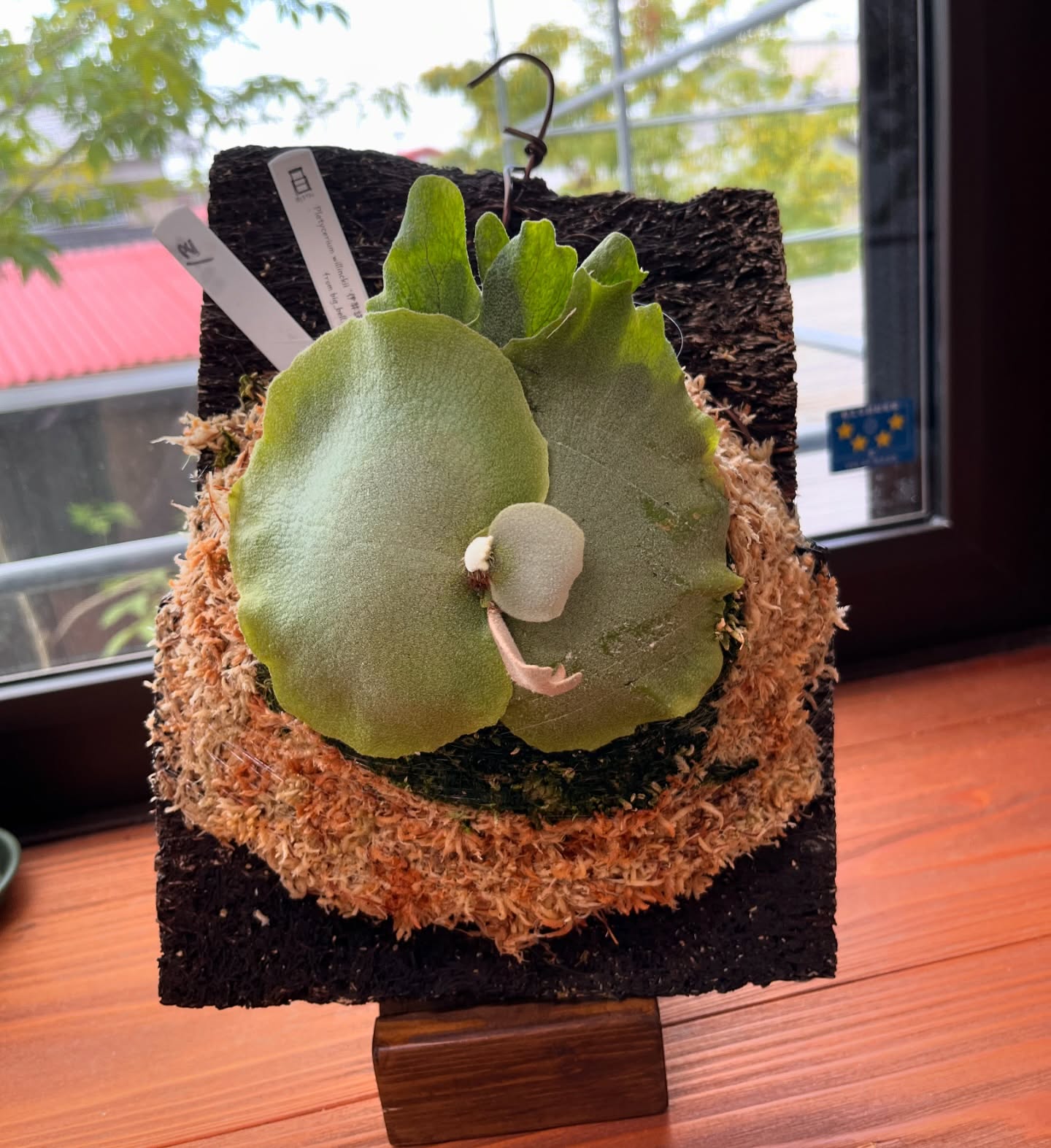 P.willinckii 伊弉諾 from @big_bell.plants_aqua 根が板に到達