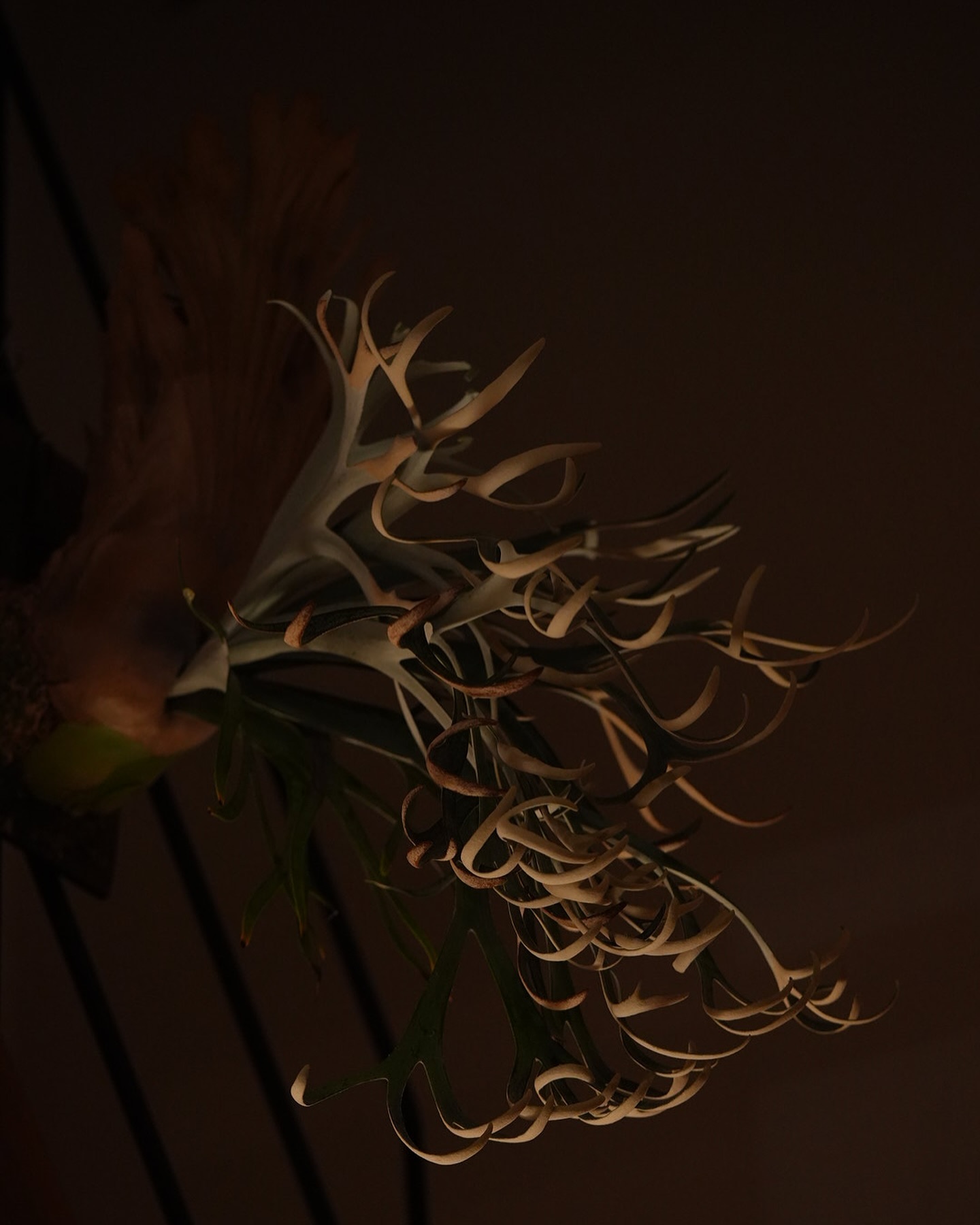 P.willinckii moonlight 下から光を当てると胞子嚢が光ります。