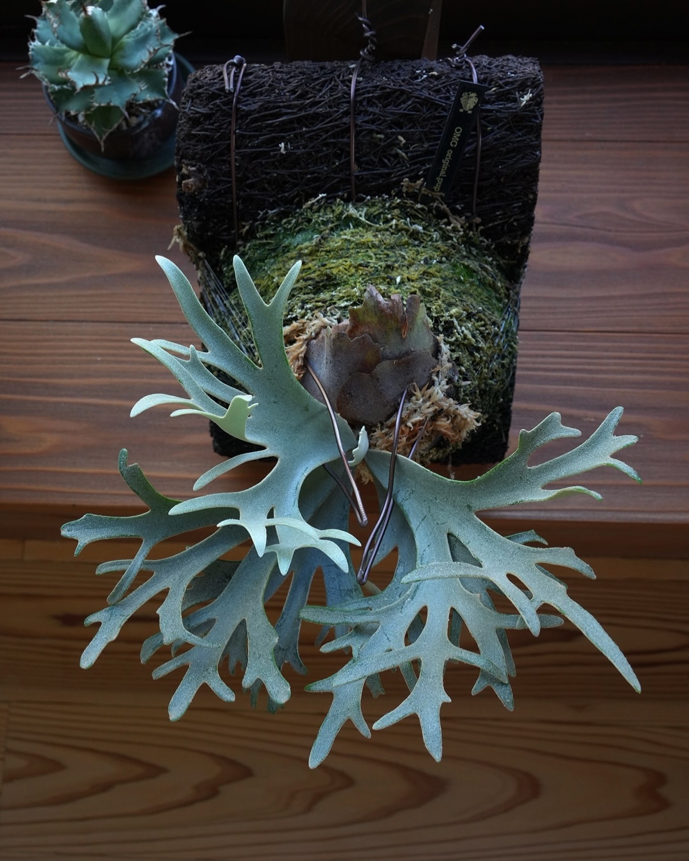 Platycerium willinckii OMG 成長遅いながらもOMGのOくらいは来た気がしま
