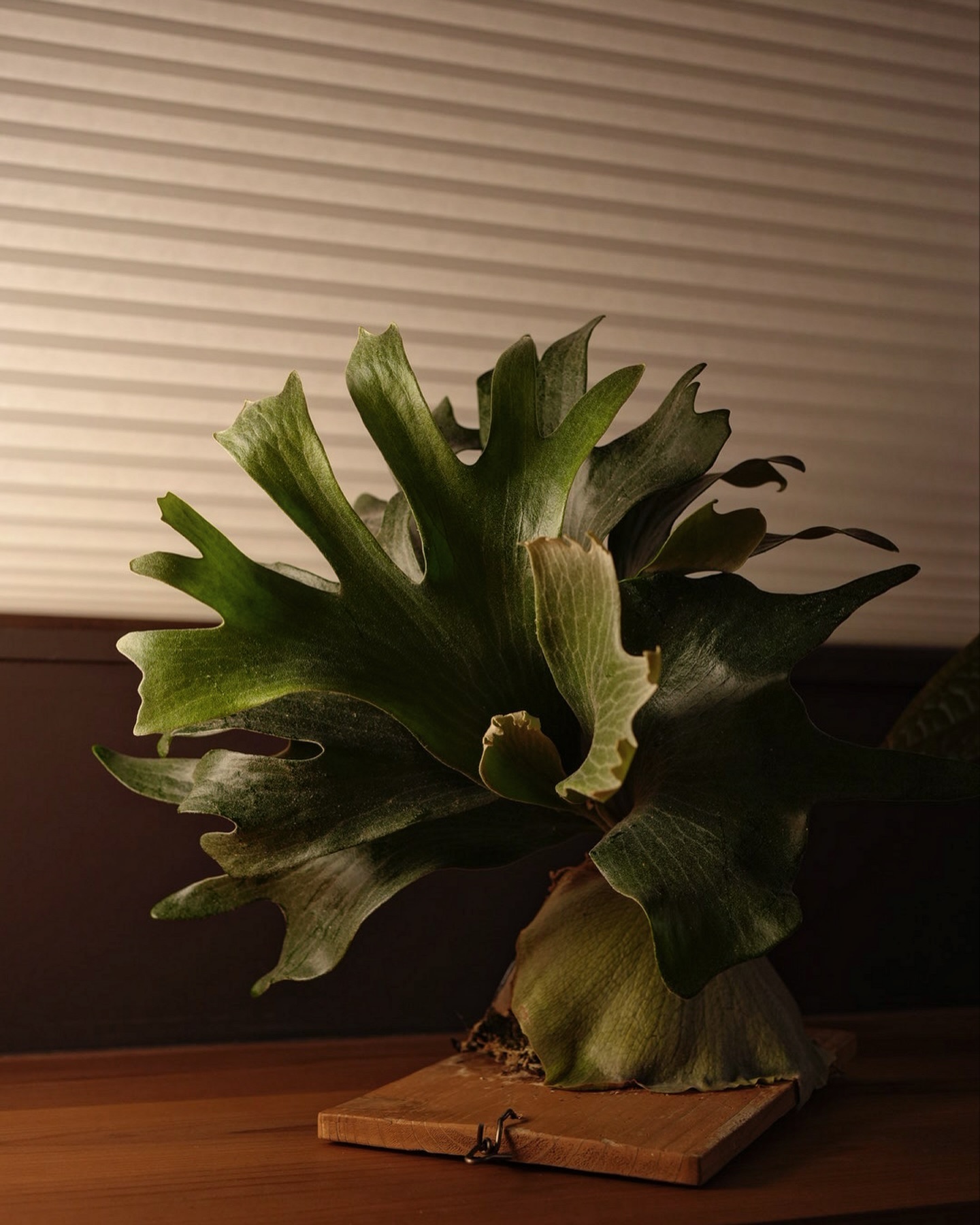 P.hillii has この株はその昔、三重糜会の現会長であられる @zutto_kin 氏よりも