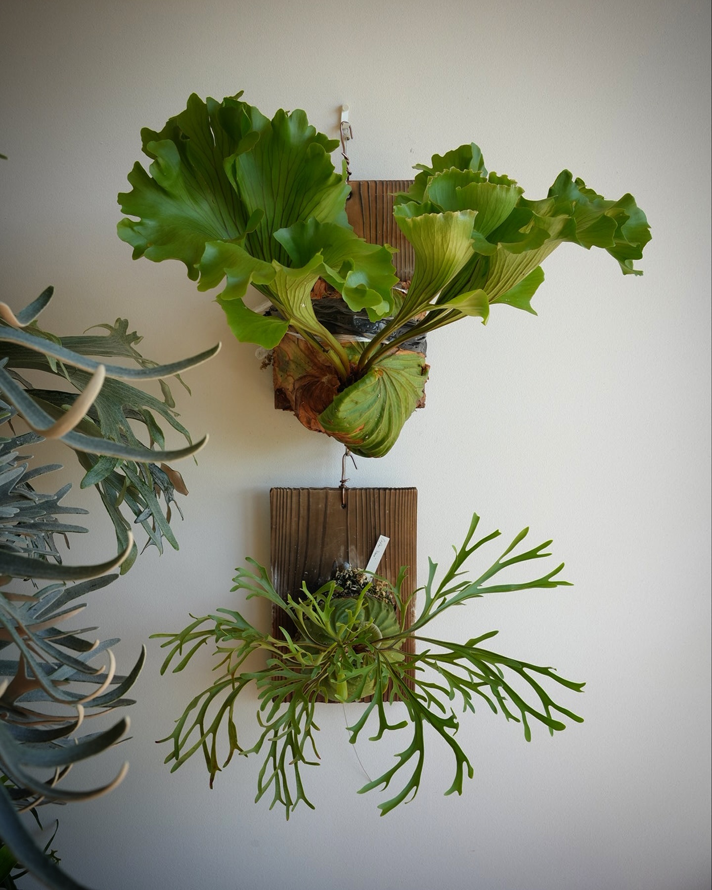 Platycerium ridleyi monkey king Platycerium ridley