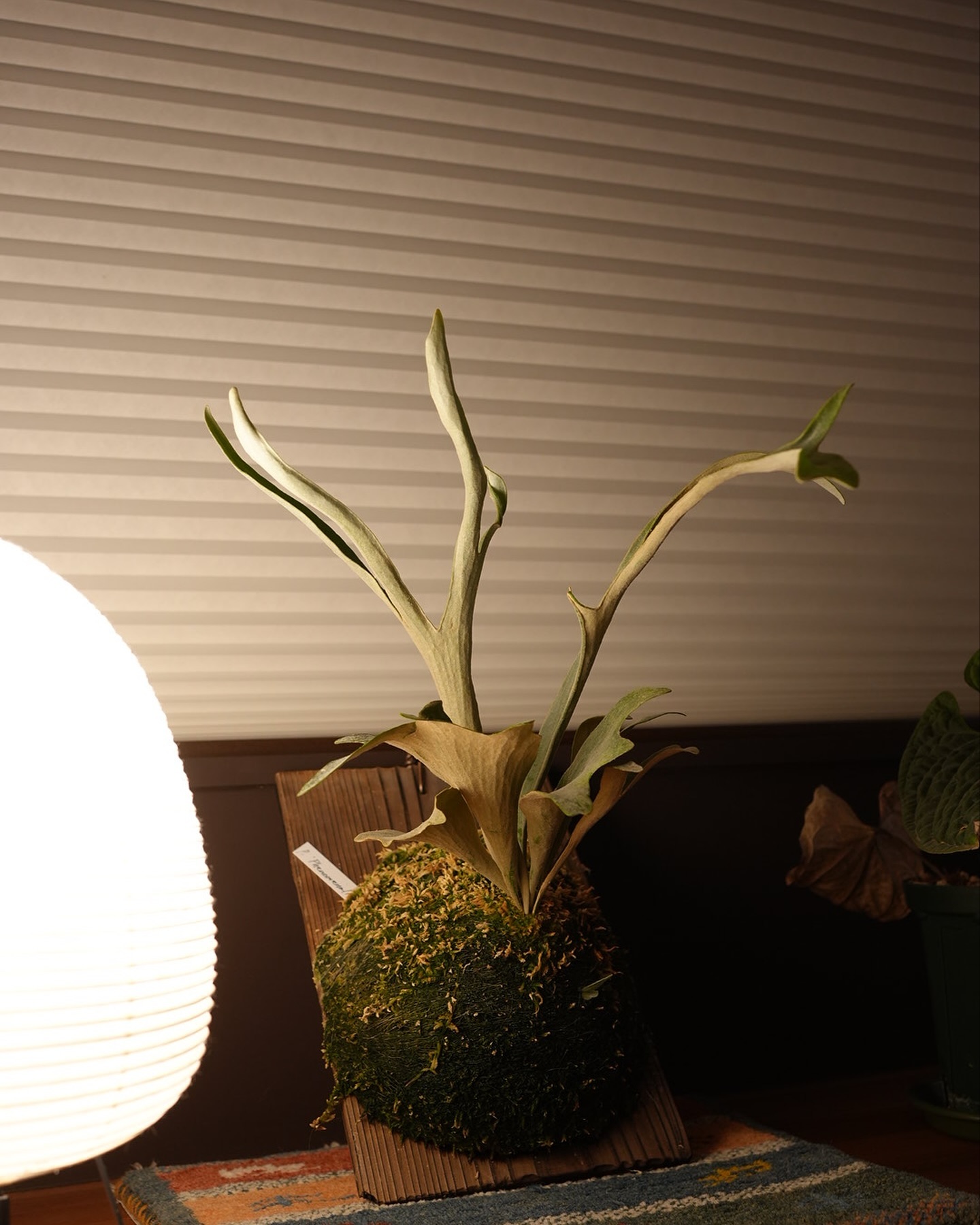 Phenomenal 2024年8月