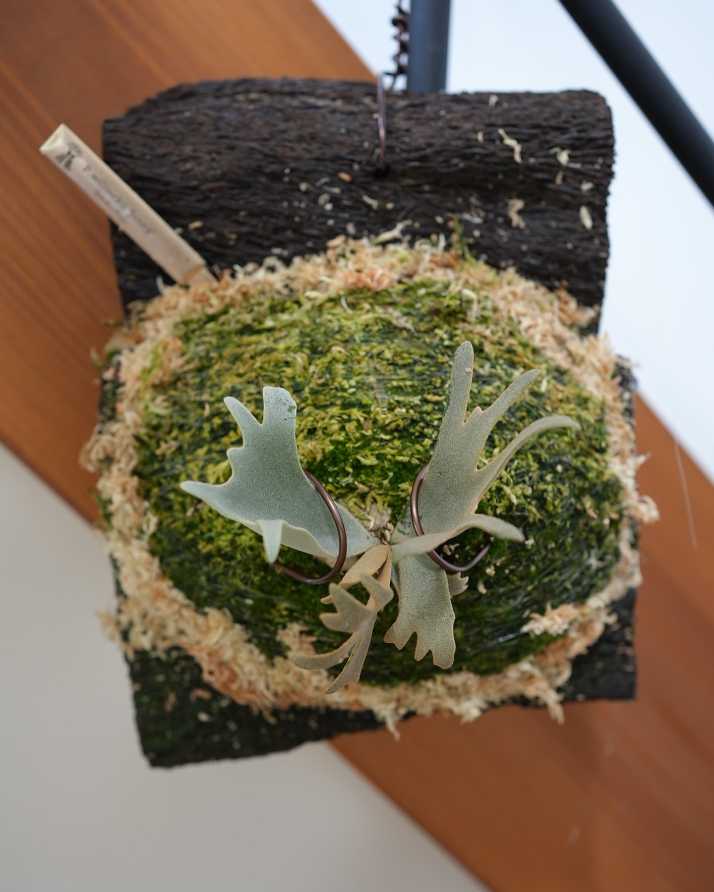 P.willinckii ‘Jenny’ from @bikakumafia 根が板に到達したしたた