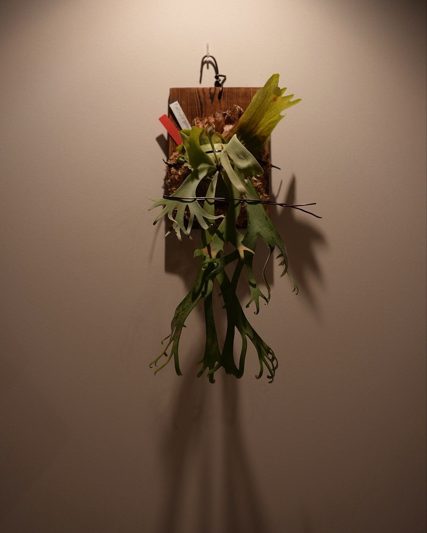 P.willinckii gabriel from @iggy421 実は以前から育ててみたかったウ