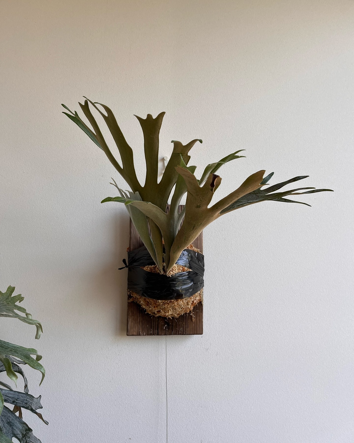 P.veitchii x coronarium from @katsu_hibino 苔増し、マグァ