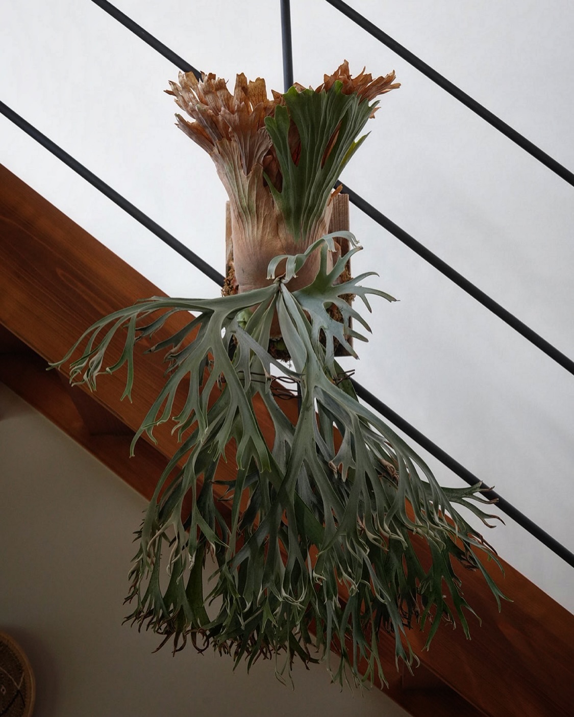 P.willinckii 月光爪哇 from @comolebi_plants ビカク始めたての頃、