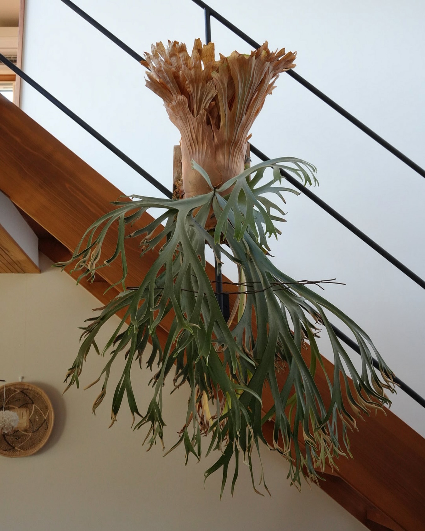 P.willinckii 月光爪哇 from @comolebi_plants 古い胞子葉が落ちて少