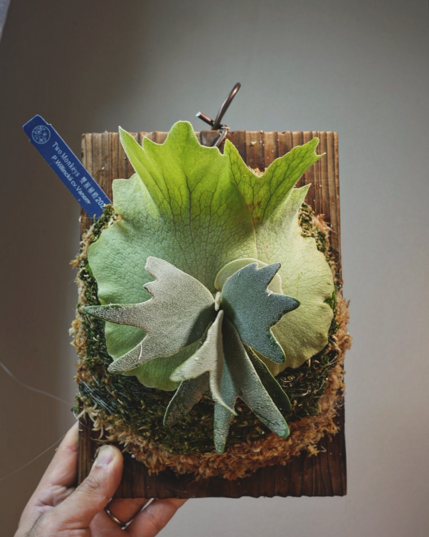 P.willinckii vanorn 根が板に到達したため、コケ増し、マグァンプ、コンポスト。 高