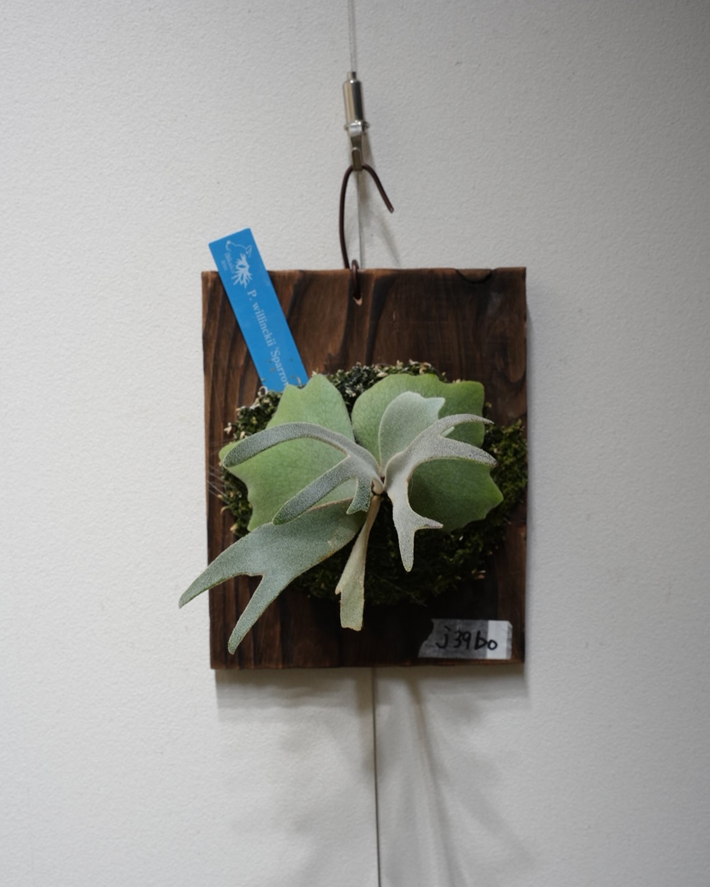 P.willinckii Sparrow X from @bikakuinu 買っちゃいました。 ポ