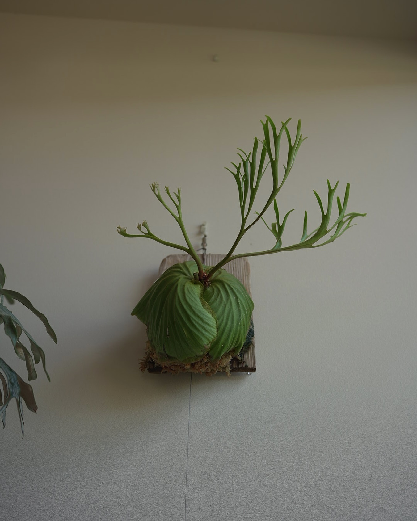 Platycerium ridleyi pakarang from @katsu_hibino 色々