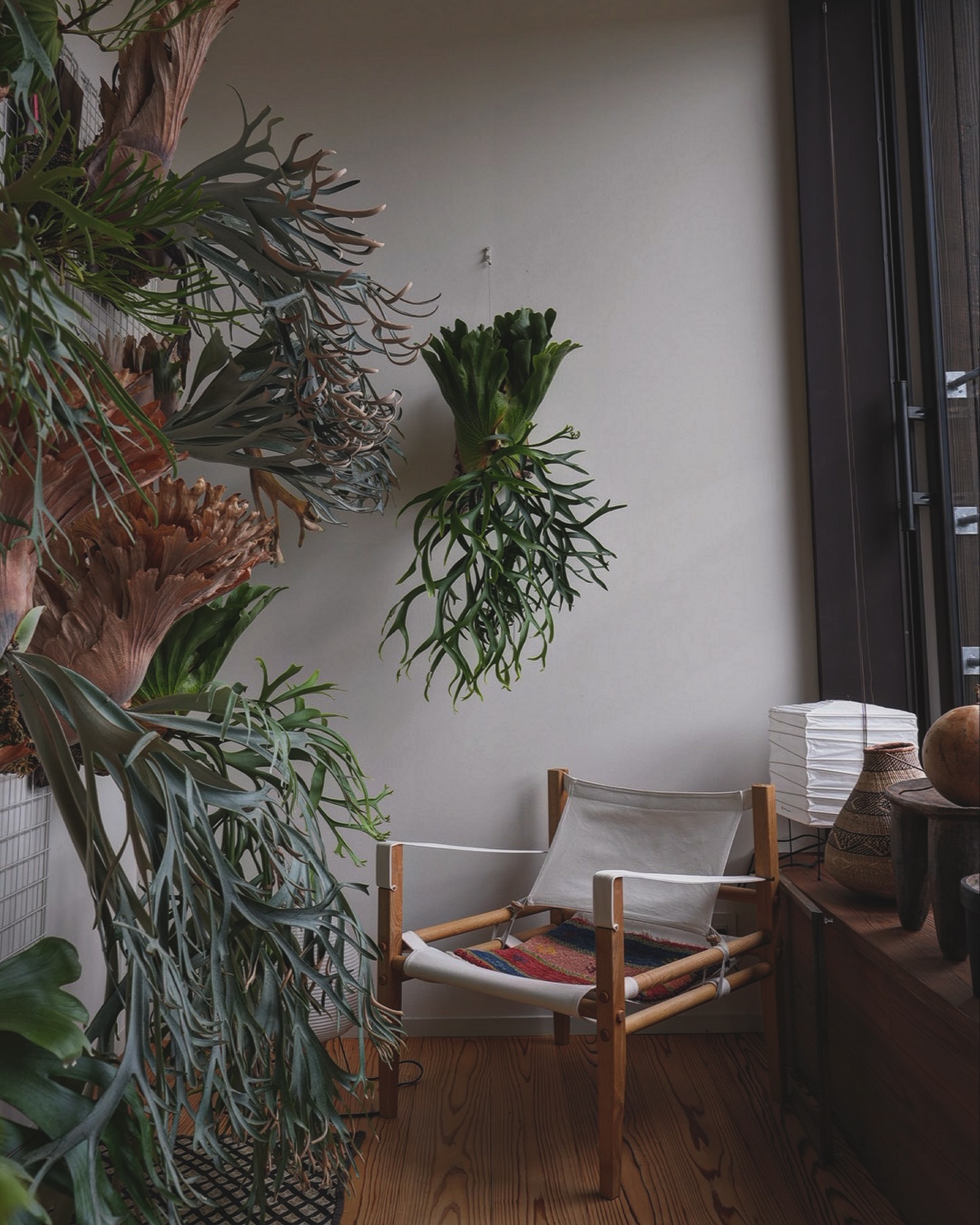 P.coronarium waiwai from @vandaka_plants 綺麗すぎておじさん