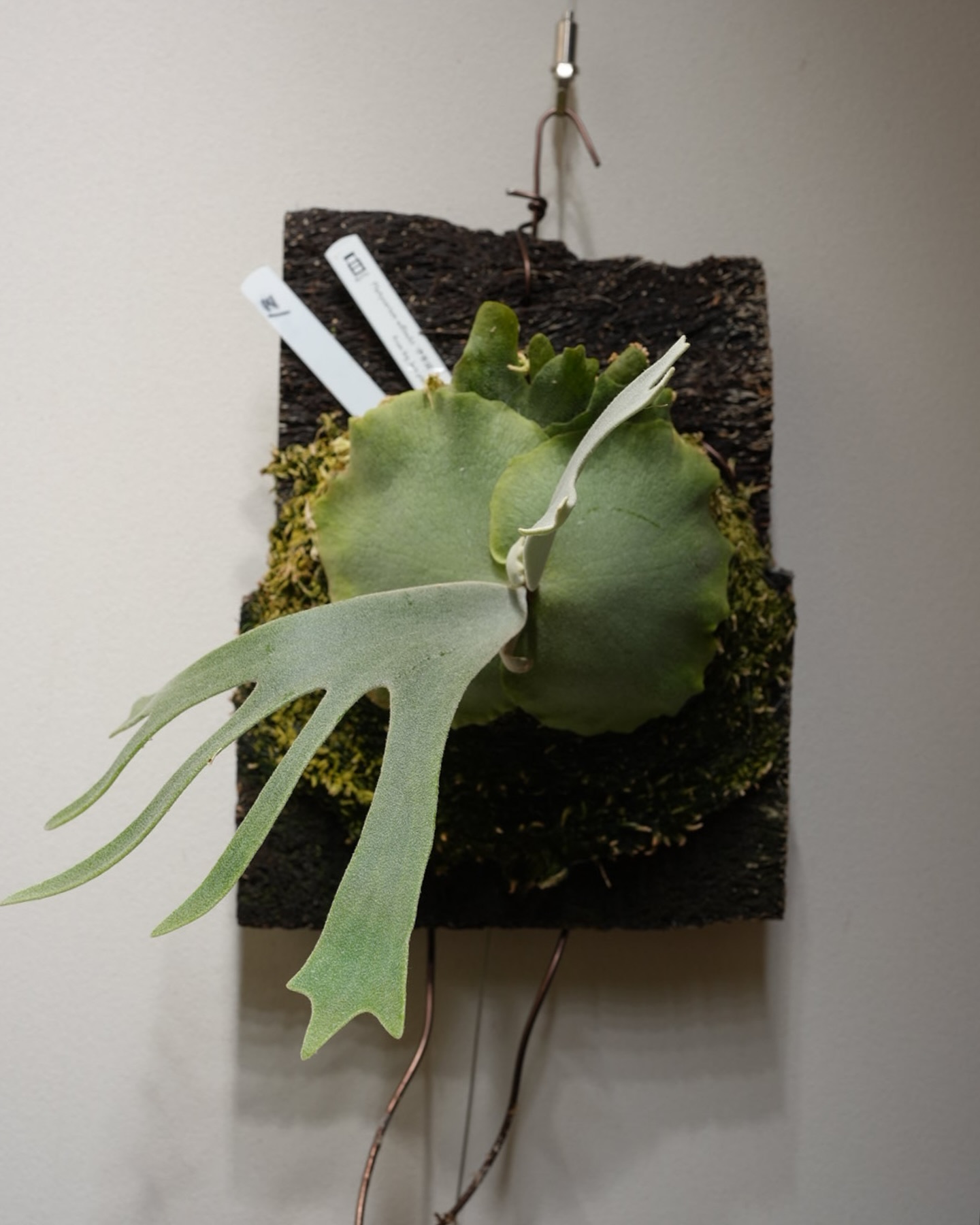 P.willinckii 伊弉諾 from @big_bell.plants_aqua めっちゃ早い