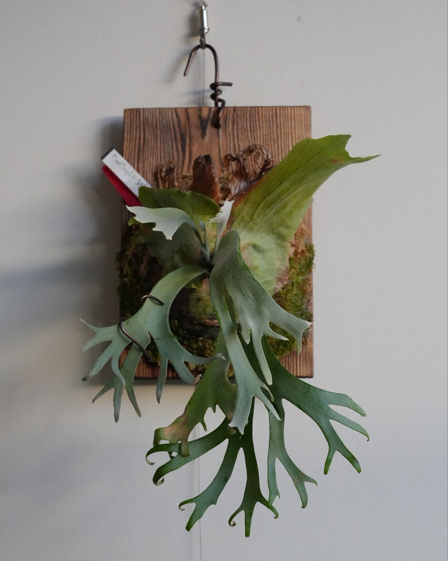 P.willinckii gabriel from @iggy421 少しずつうちのビカクの顔になっ