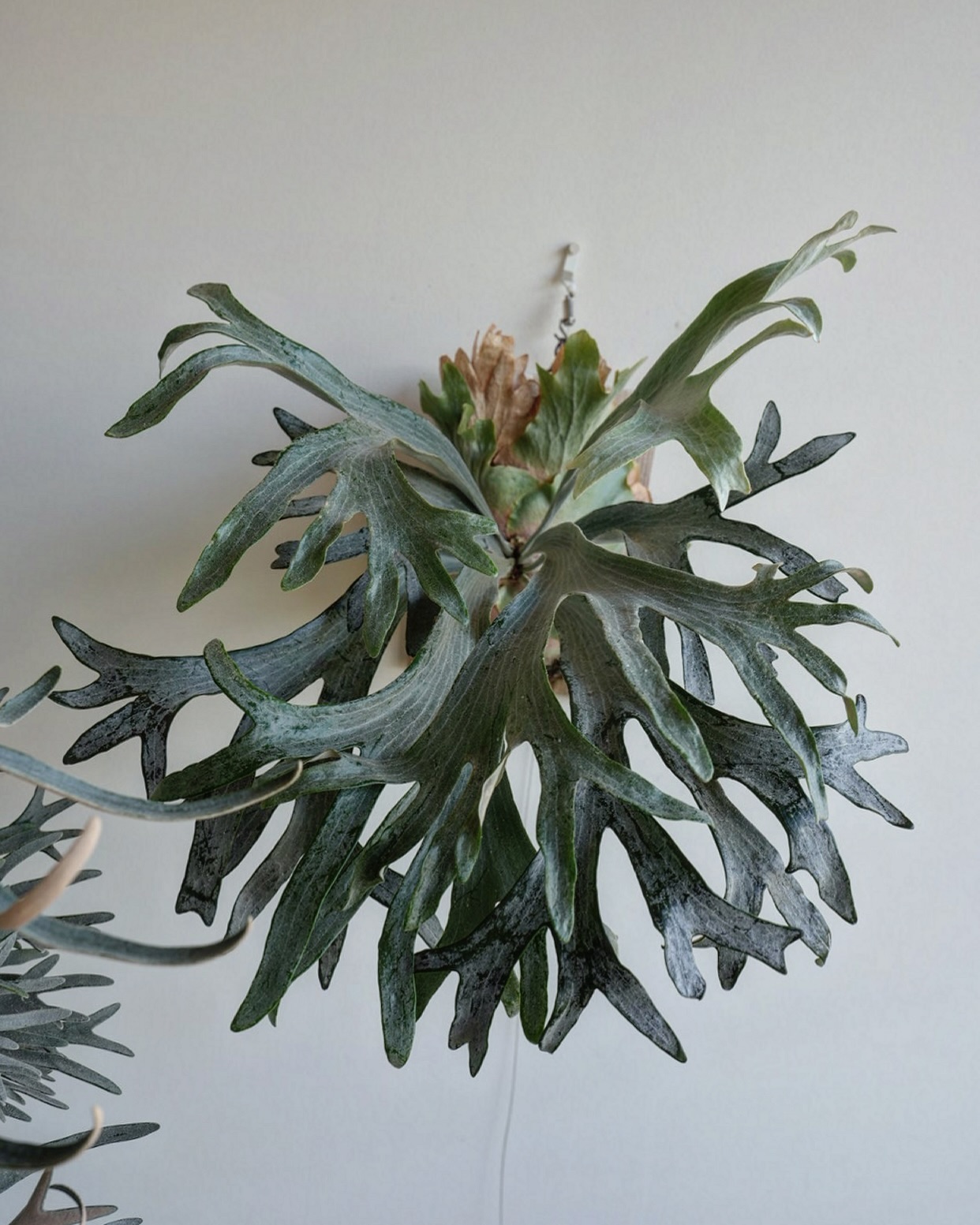 P.sp HK sporeling 【Majus mix 】