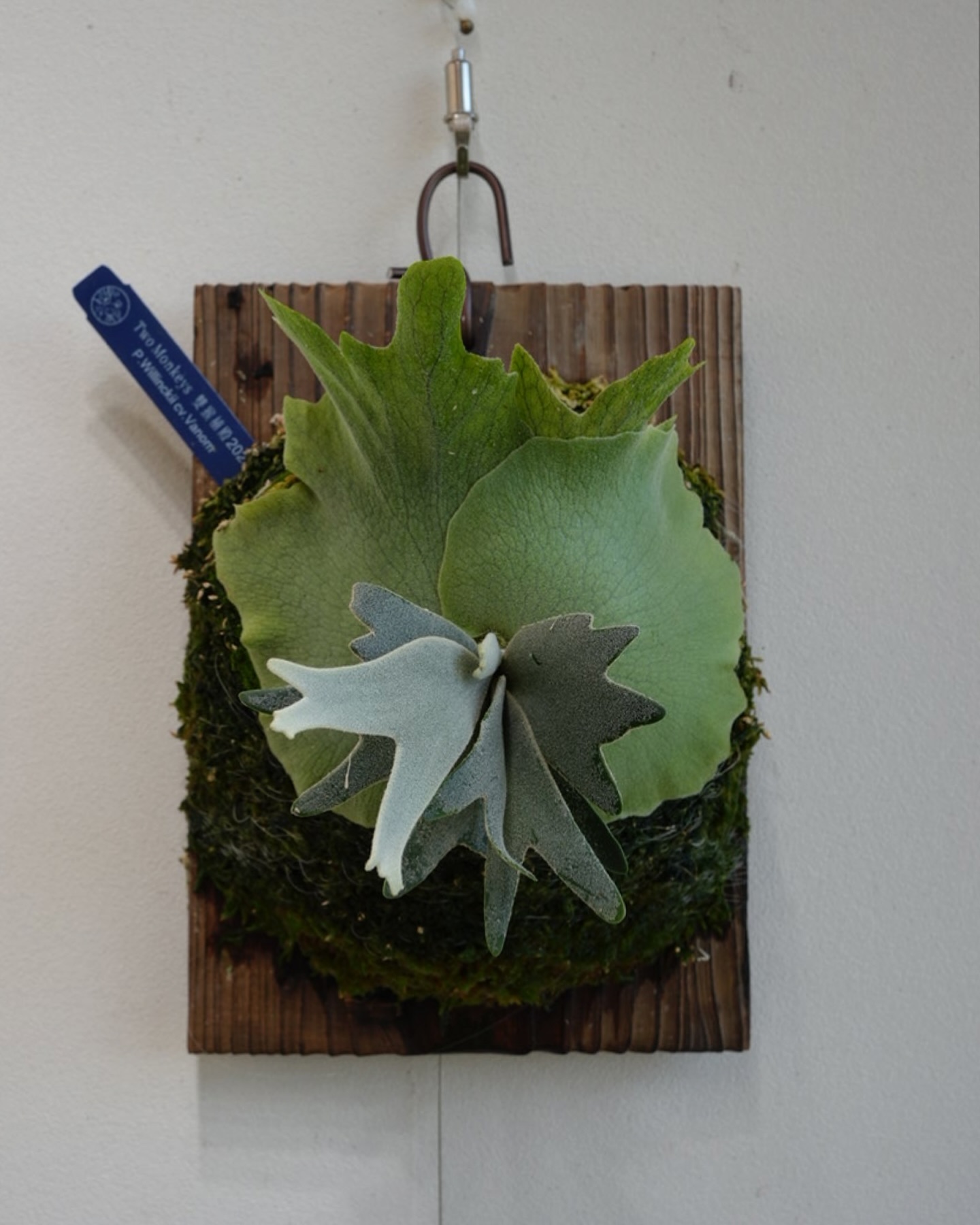 P.willinckii vanorn 今のところ伊奘諾に似ておる。 伊弉諾よりモフモフしておる。