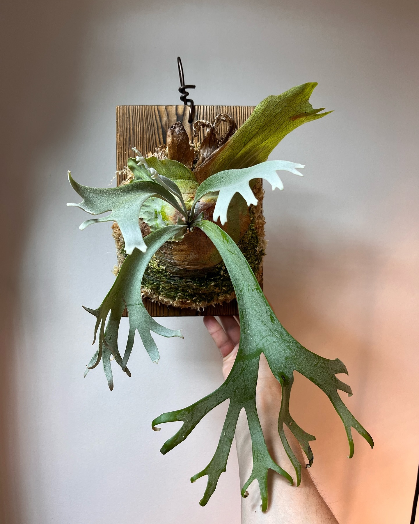 P.willinckii gabriel from @iggy421 根が板に達したためコケまし、マ