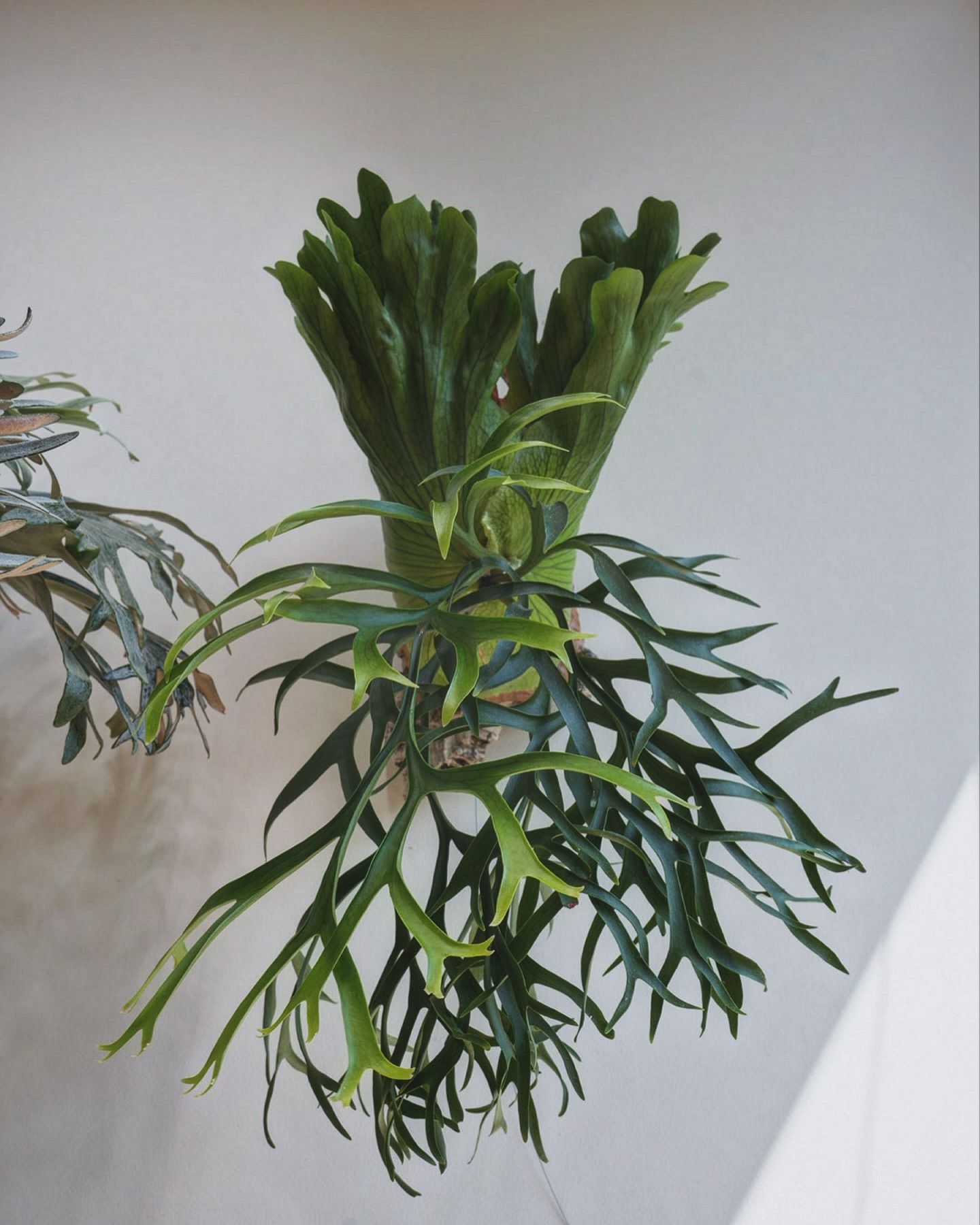 P.coronarium waiwai from @vandaka_plants 細葉コロナは一家に