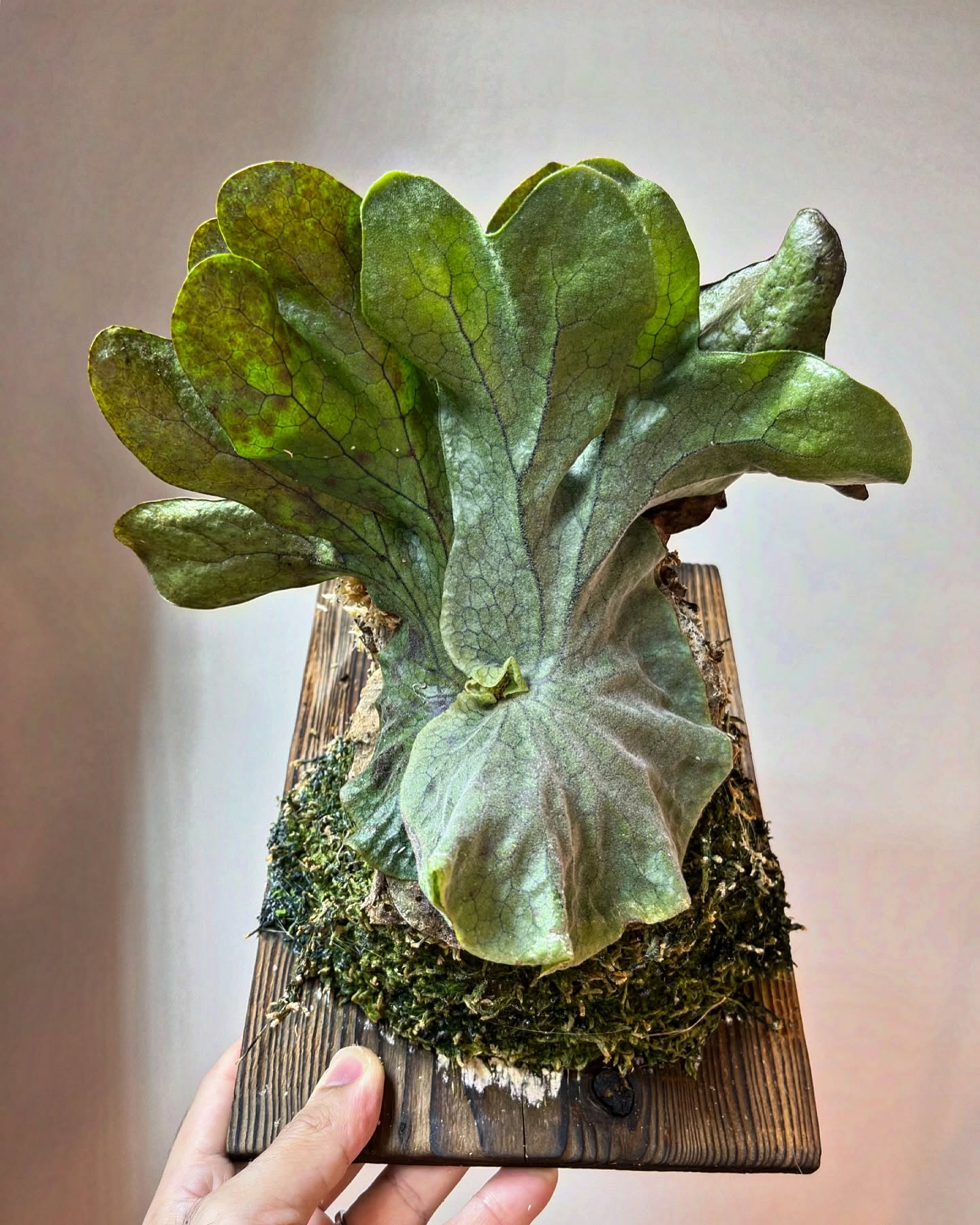 P.superbum dwarf sporeling チンゲンサイです。