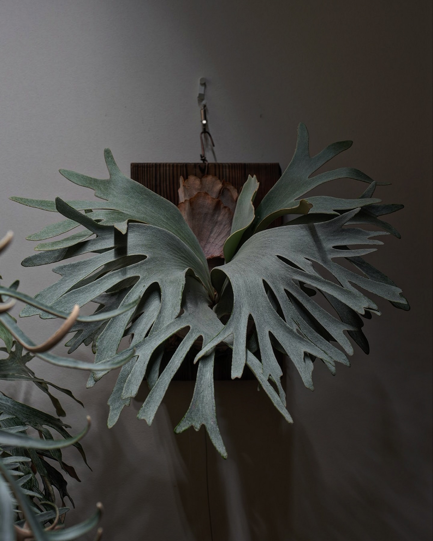 P.White gizmo ほんとに白い。