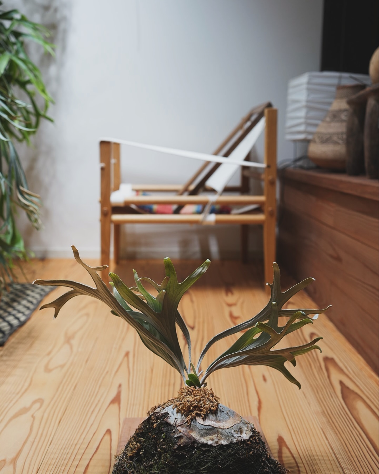 P.mt lewis 白い方 2年以上管理していますが、全然大きくなりません。 株分け元の親株は普通