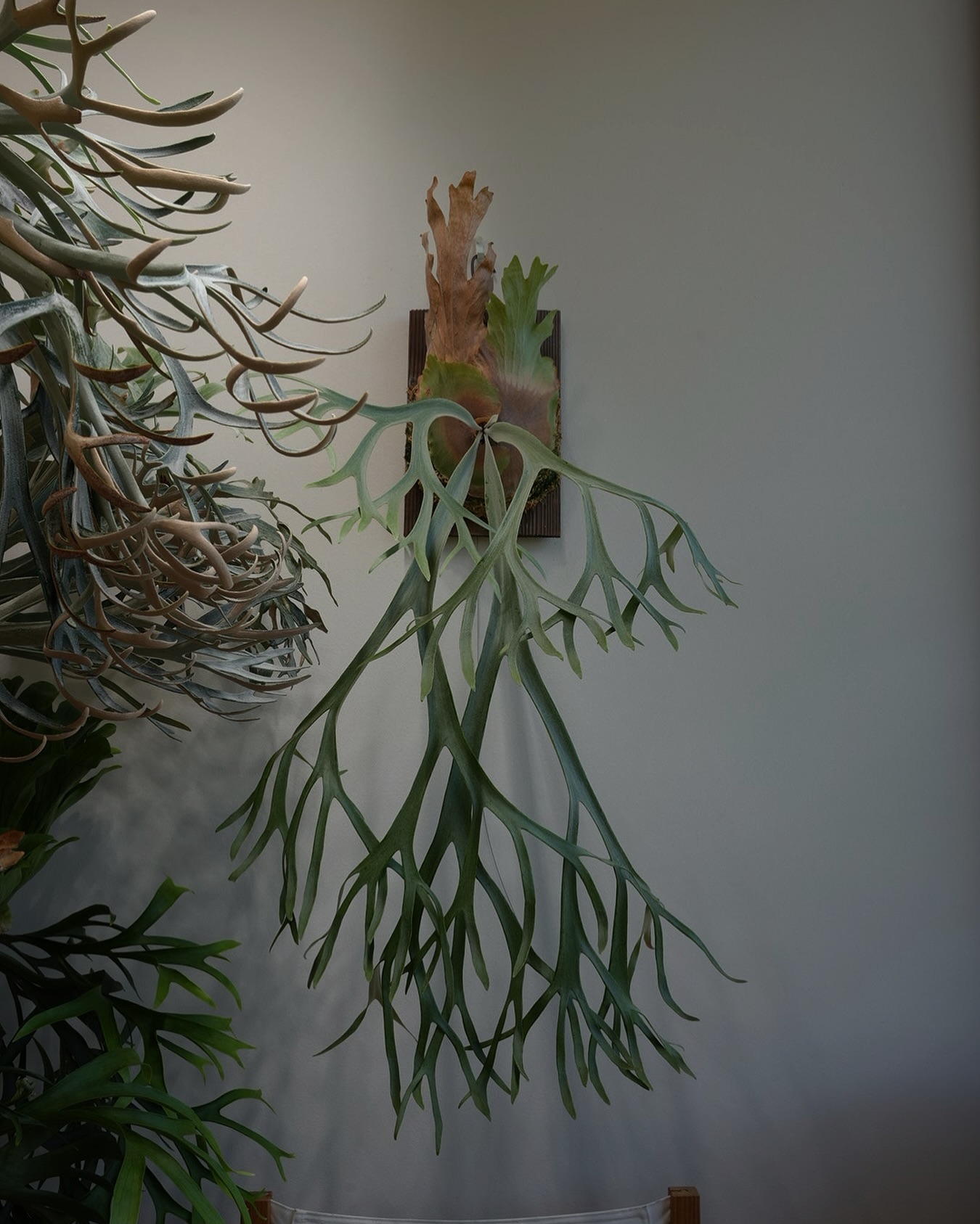 P.willinckii scissor hands from @katsu_hibino こういう