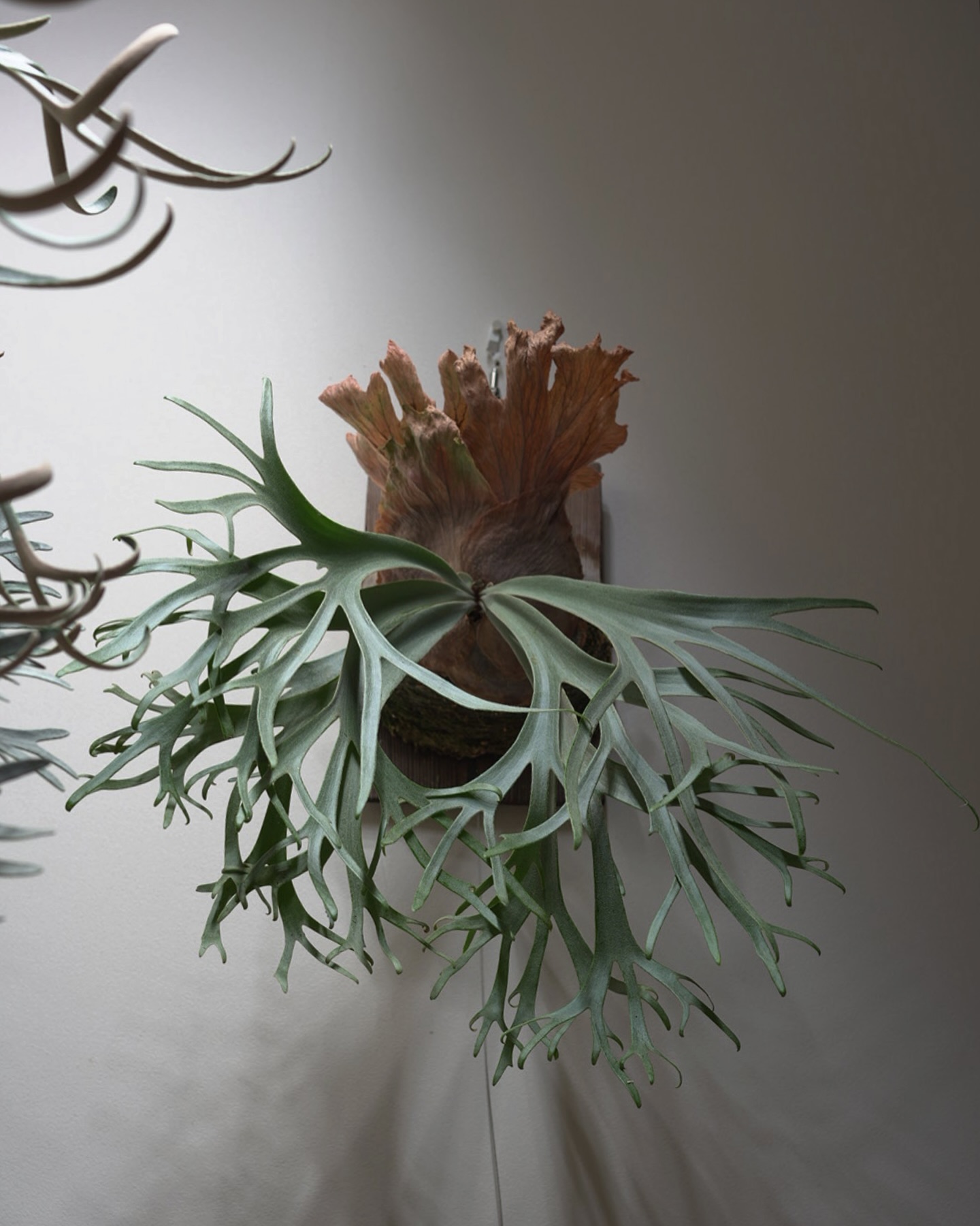 P.willinckii blue queen ダブル貯水葉です。 このターンで一気に変わります。