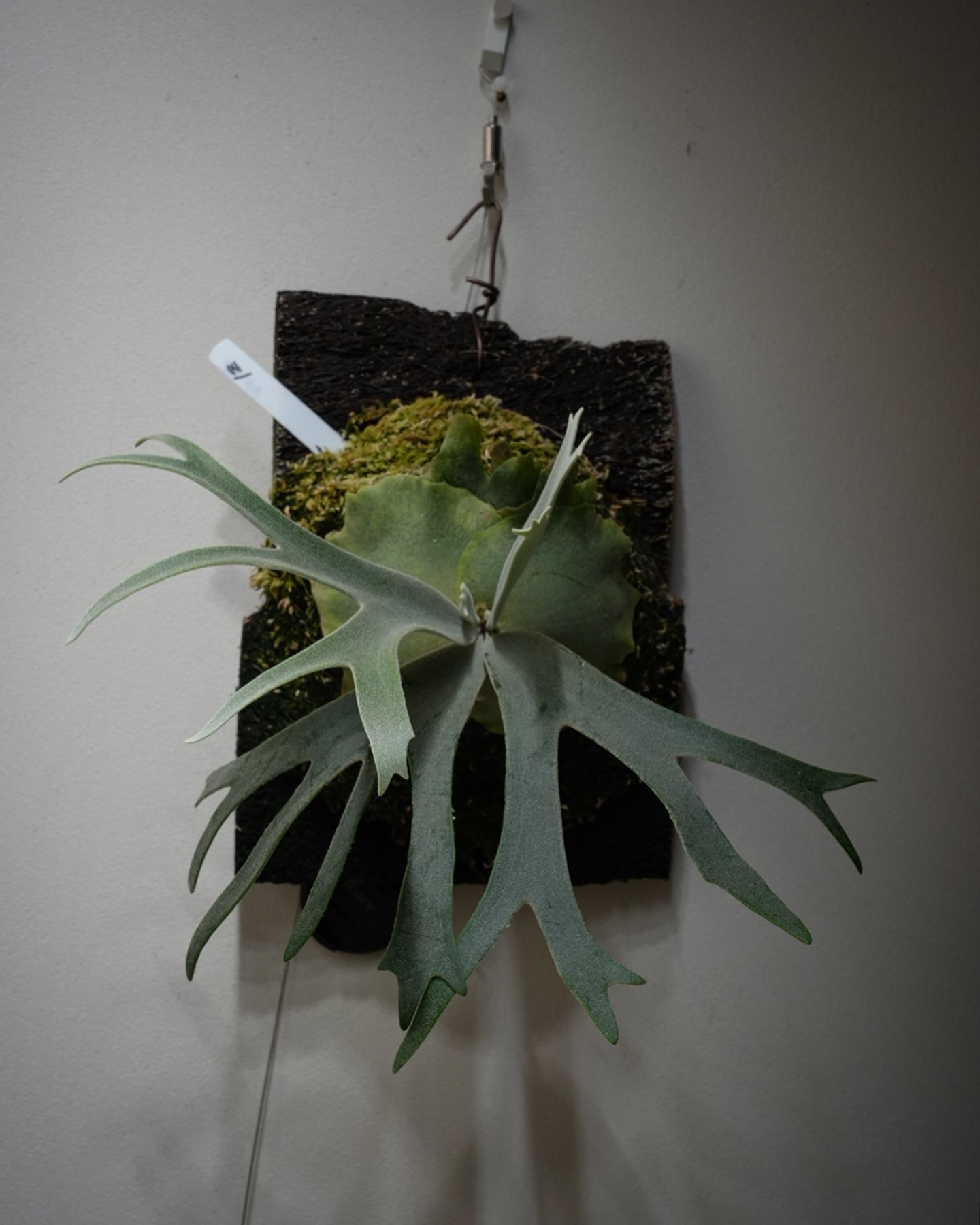 P.willinckii 伊弉諾 from @big_bell.plants_aqua 早くピピン系