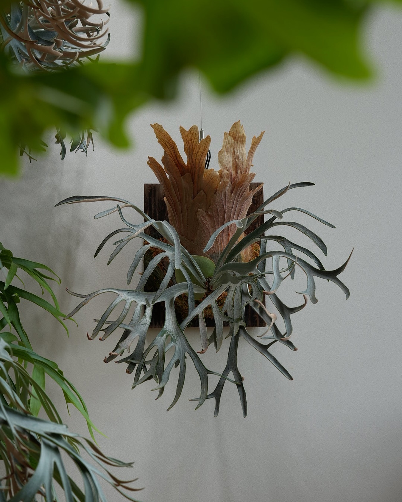 P.willinckii moonlight from @katsu_hibino こっちのムーンラ