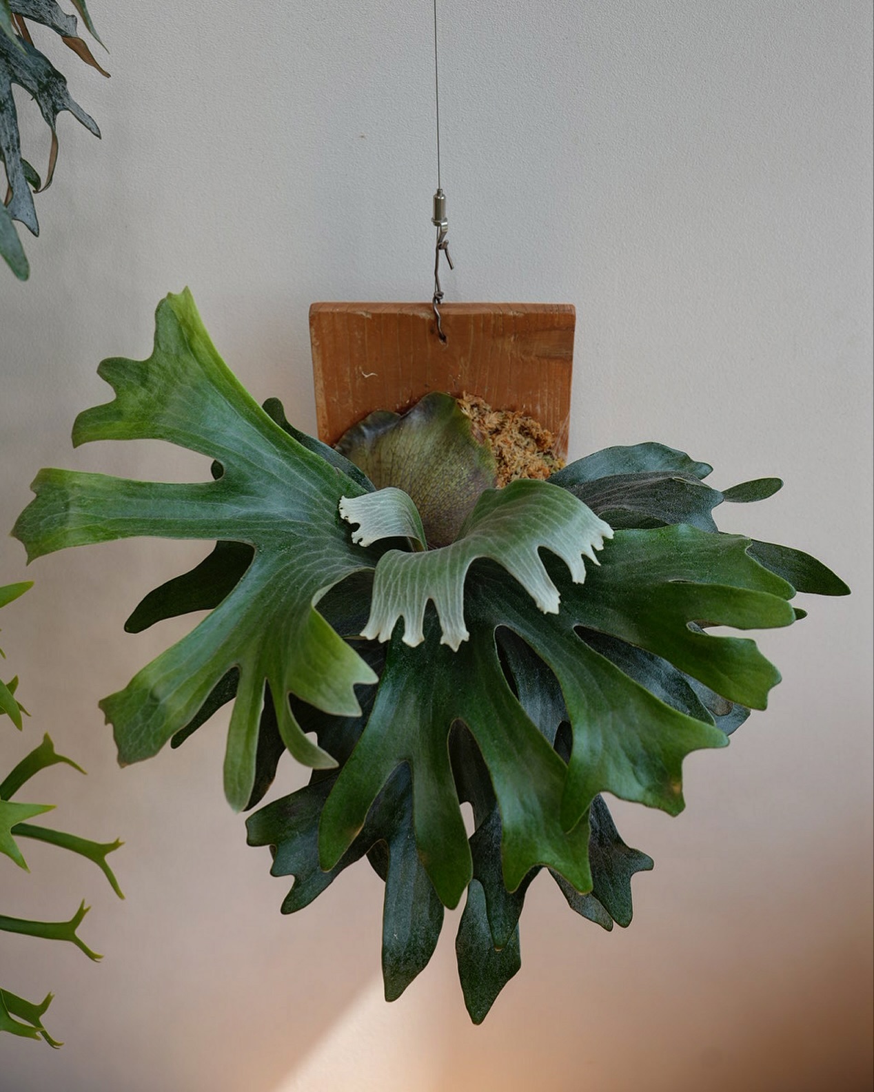 P.hillii has この株はその昔、三重糜会の現会長であられる @zutto_kin 氏よりも