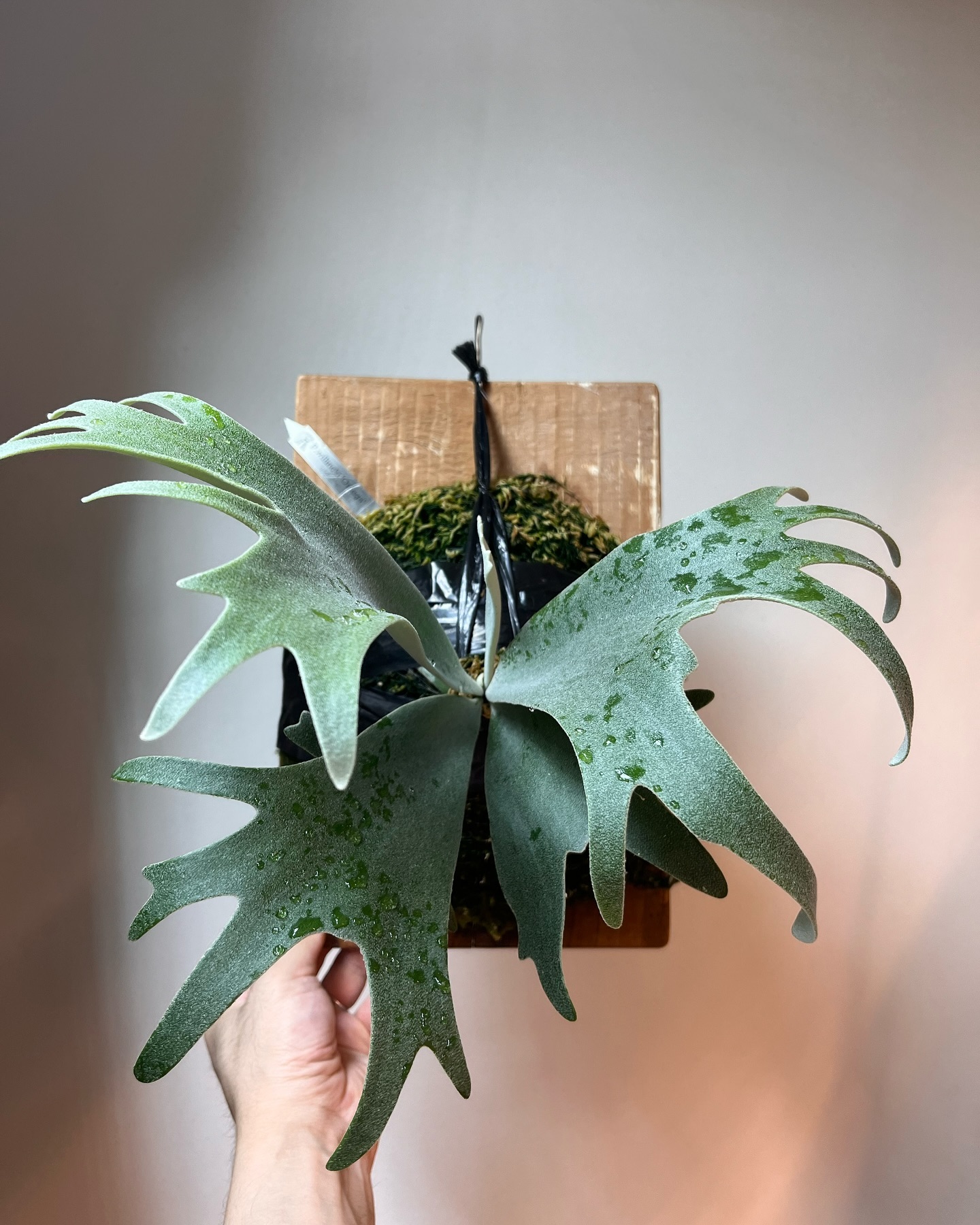 P.willinckii omega from @bikakumafia ベストキッドのような佇まい