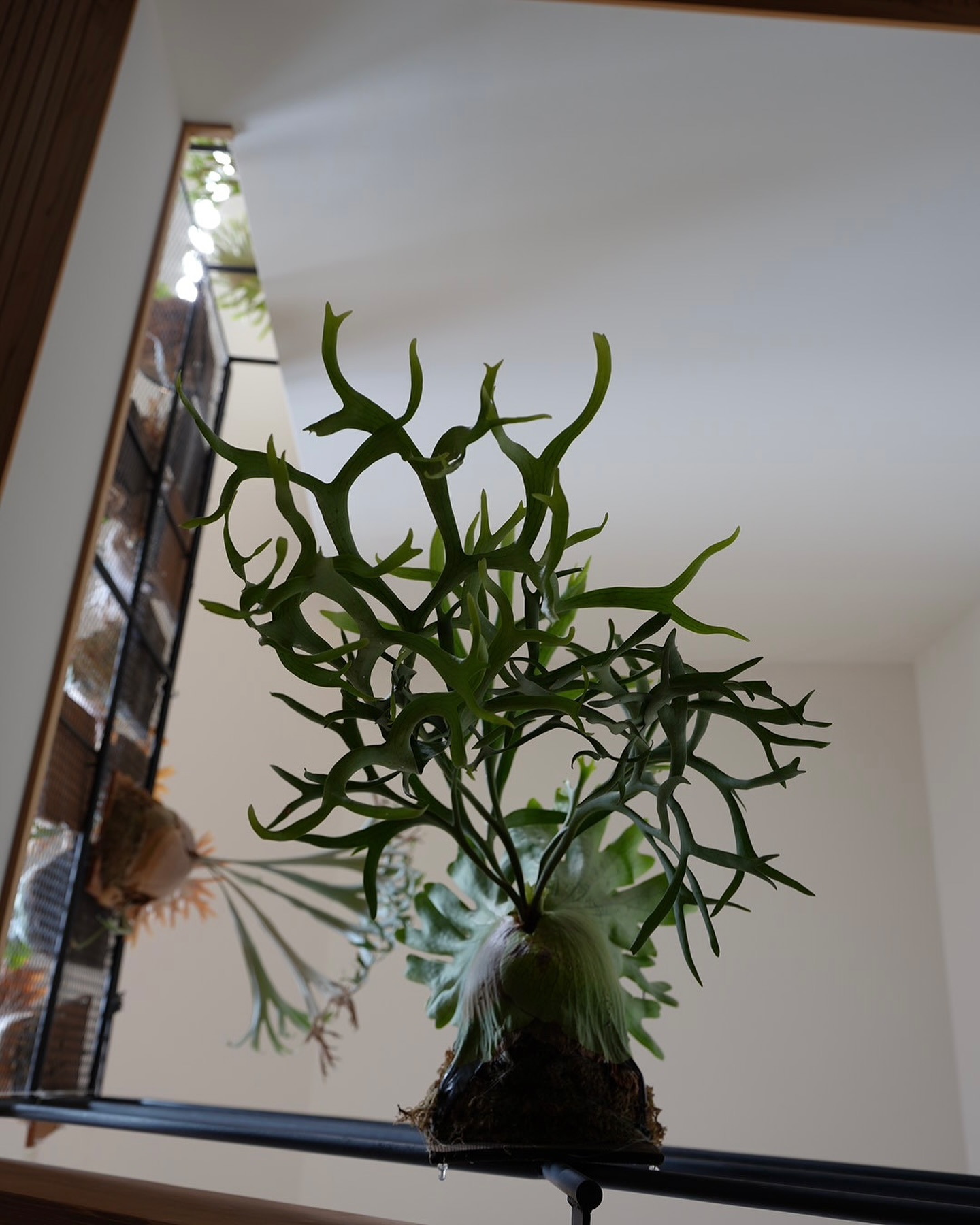 P.coronarium from @katsu_hibino コロナリウムやリドレイの匂いは山菜の