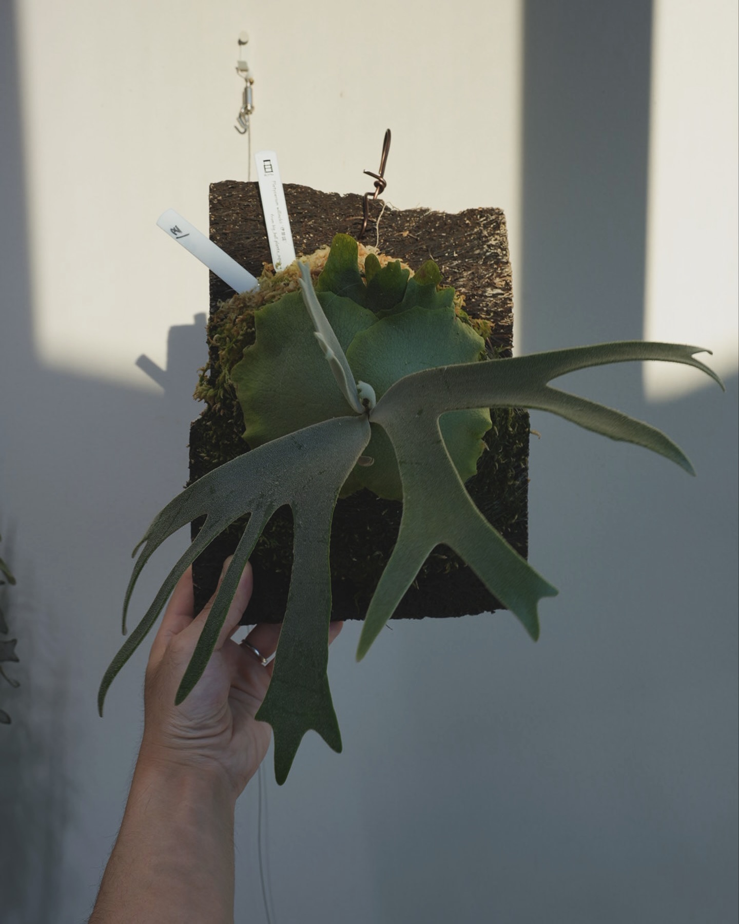 P.willinckii 伊弉諾 from @big_bell.plants_aqua 上部をコケ増