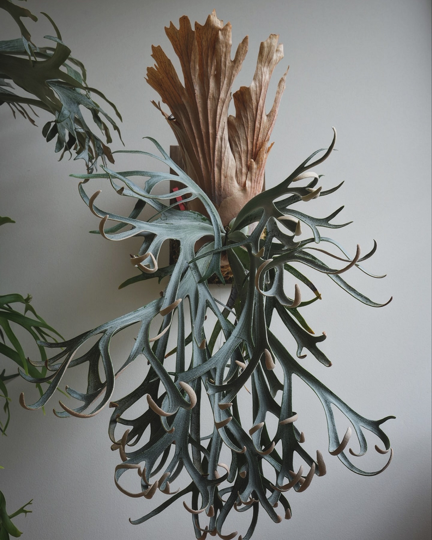 P.willinckii moonlight 私の技量ではこの株の良さを写真で伝えれん。。。