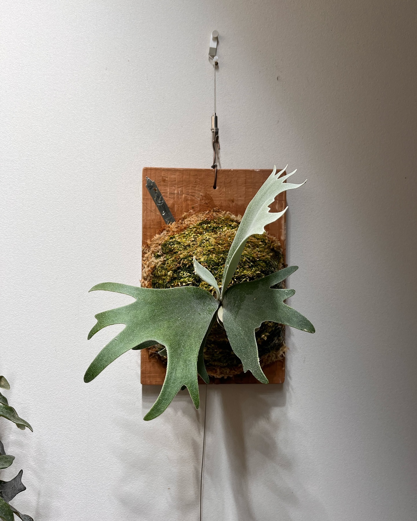 P.willinckii omega from @bikakumafia 根が板に到達したので、苔増