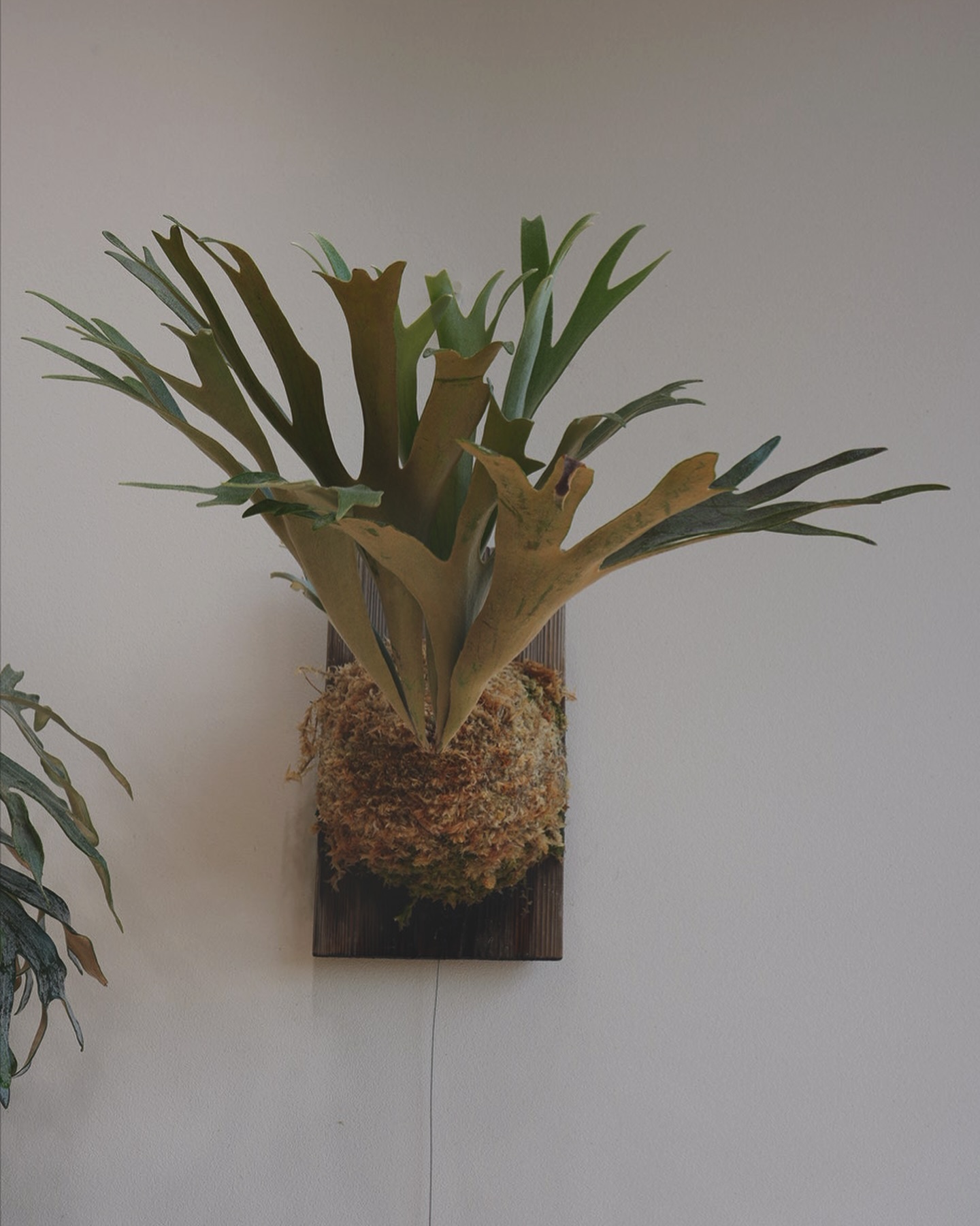 P.veitchii x coronarium from @katsu_hibino 貯水葉出した記