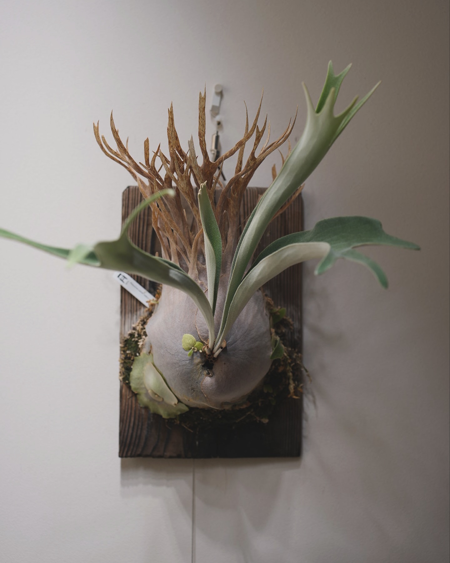 P.veitchii auburn river胞子培養＃3 今回の貯水葉も尖ってくれると嬉しいです。