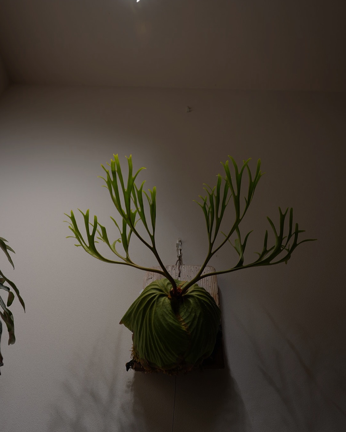 Platycerium ridleyi pakarang from @katsu_hibino 左右