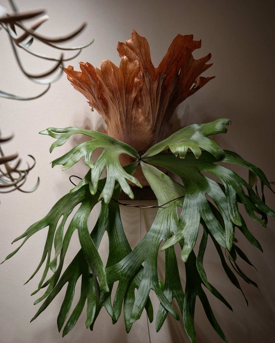 P.willinckii wallichii なかなかええんちゃいますかね。