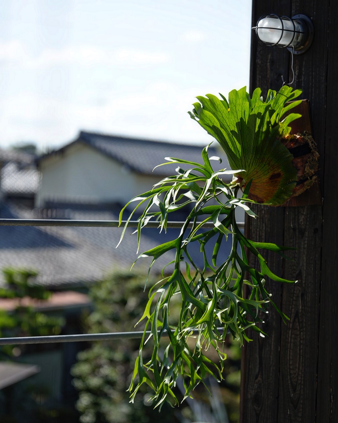 P.coronarium from @katsu_hibino コロナリウムはいいぞ。