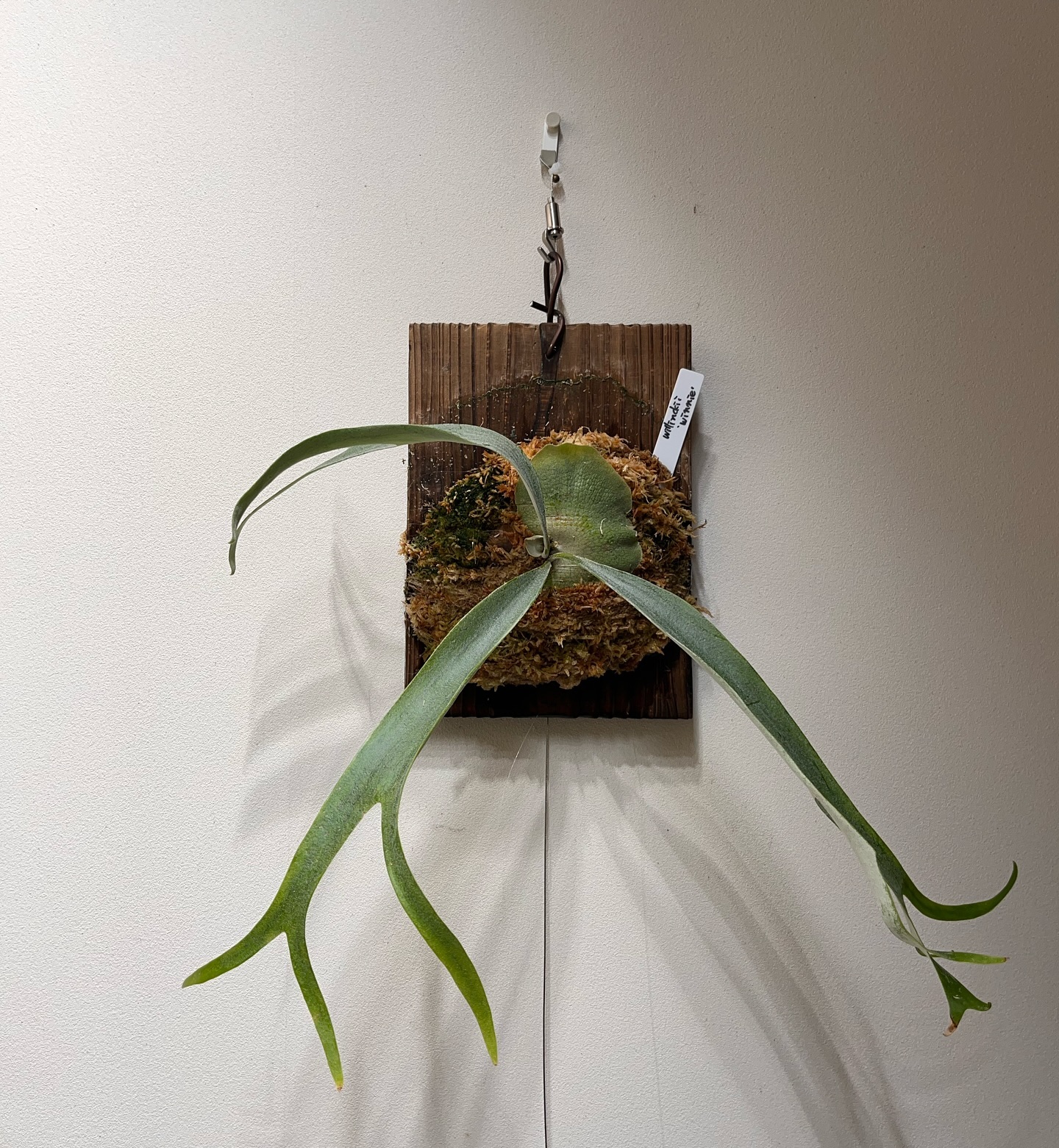 P.willinckii winnie from @big_bell.plants_aqua 板替え