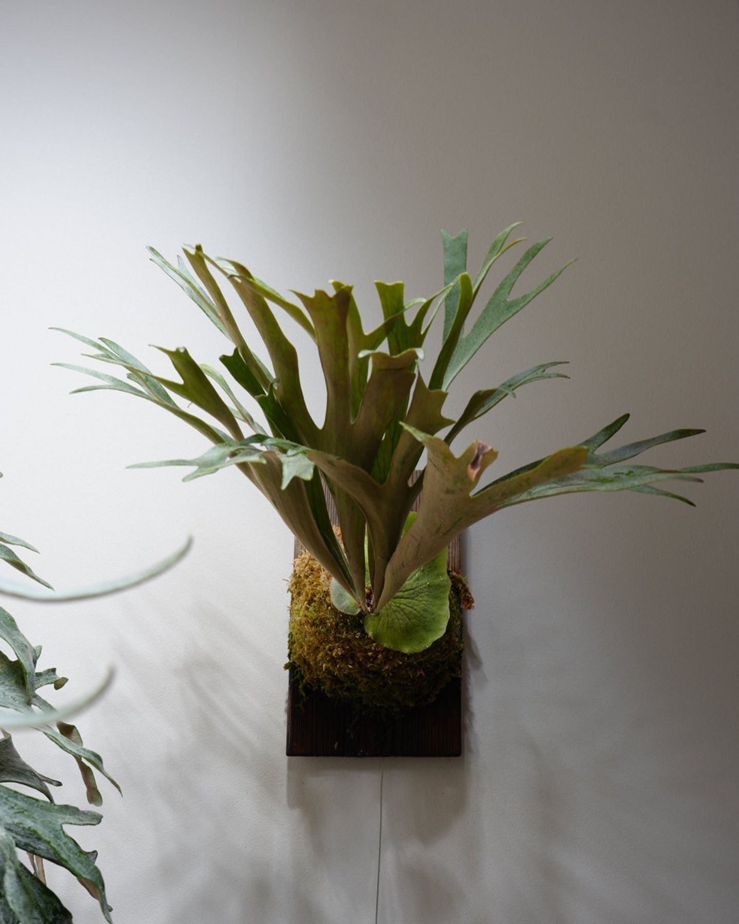 P.veitchii x coronarium from @katsu_hibino 胞子葉はベイチ